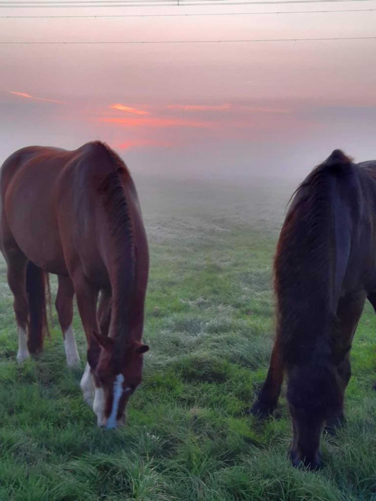 Gift card for Landgasthof Brandtner Wirt