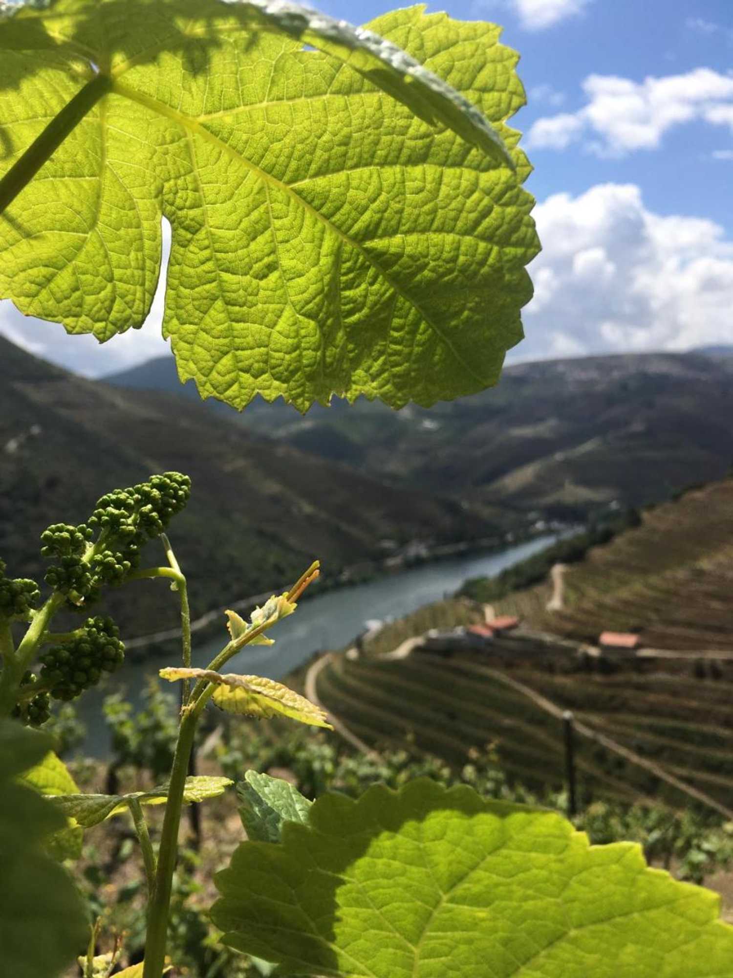 Gift card for Hostel Douro Backpackers
