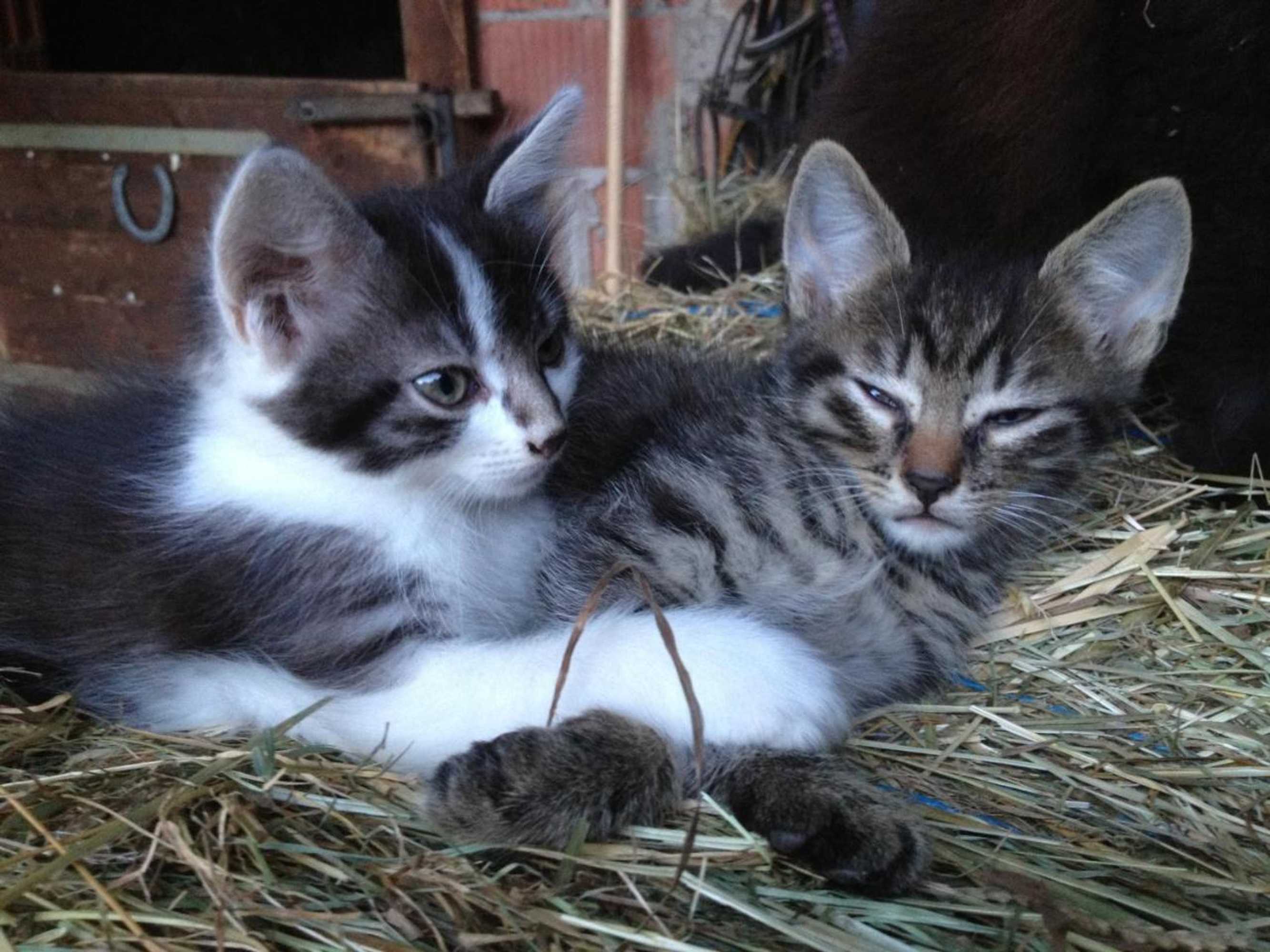 Gift card for Mattenhof