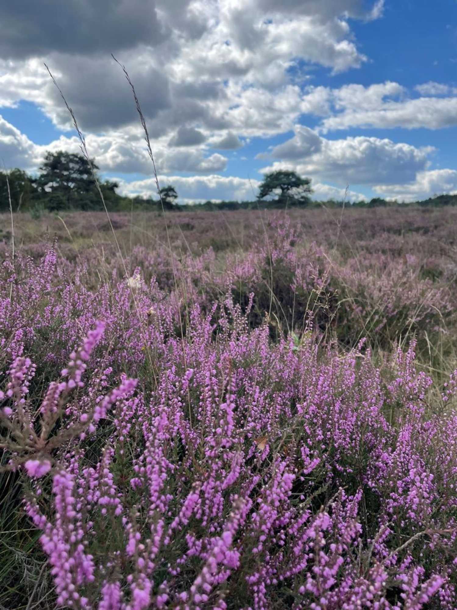 Gift card for B&b Oud-Zilven