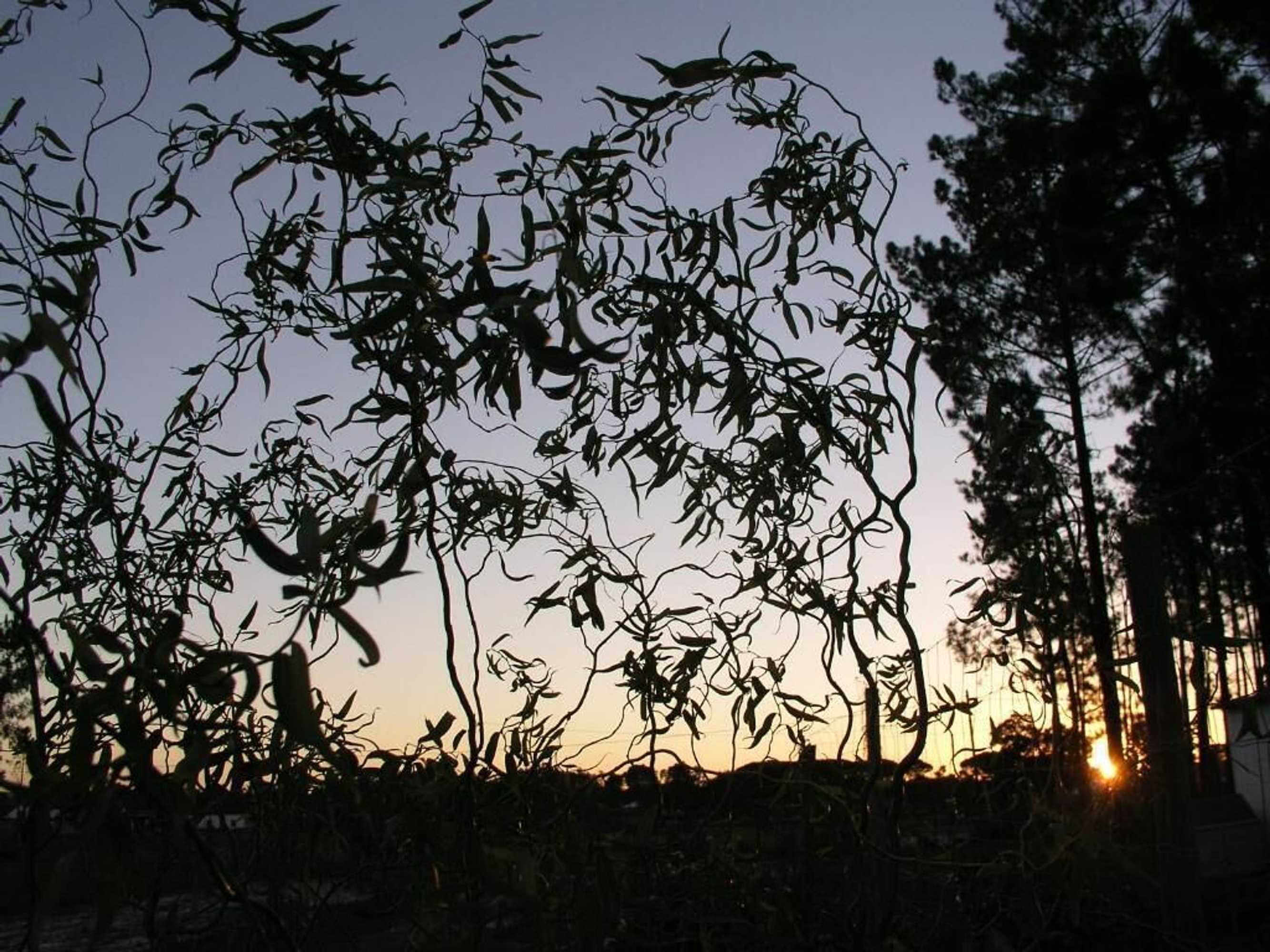 Gift card for Montepico