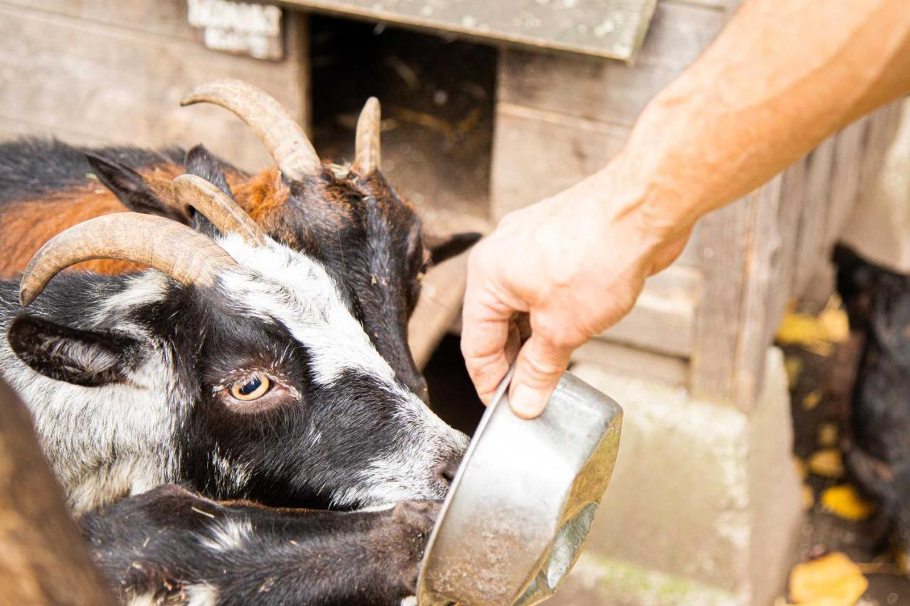 Gift card for Herberg de Appelgaard