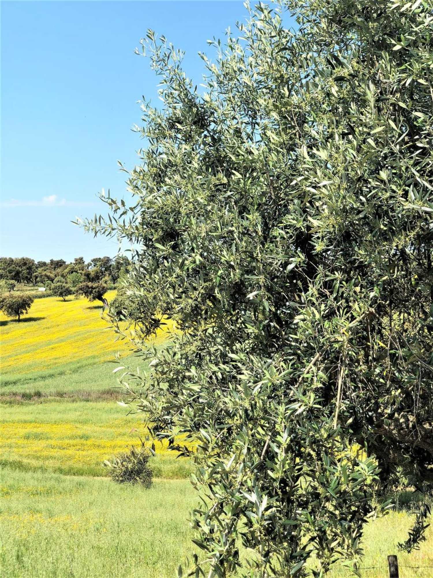 Gift card for Monte Papa Toucinho