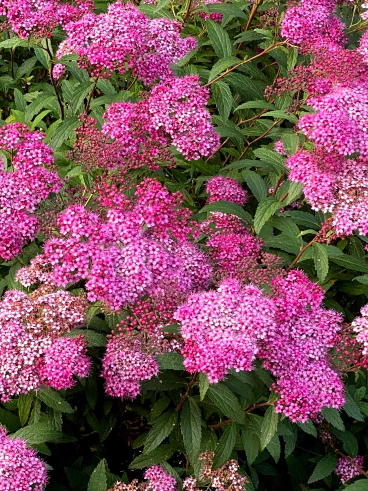 Gift card for B&b Tannen124