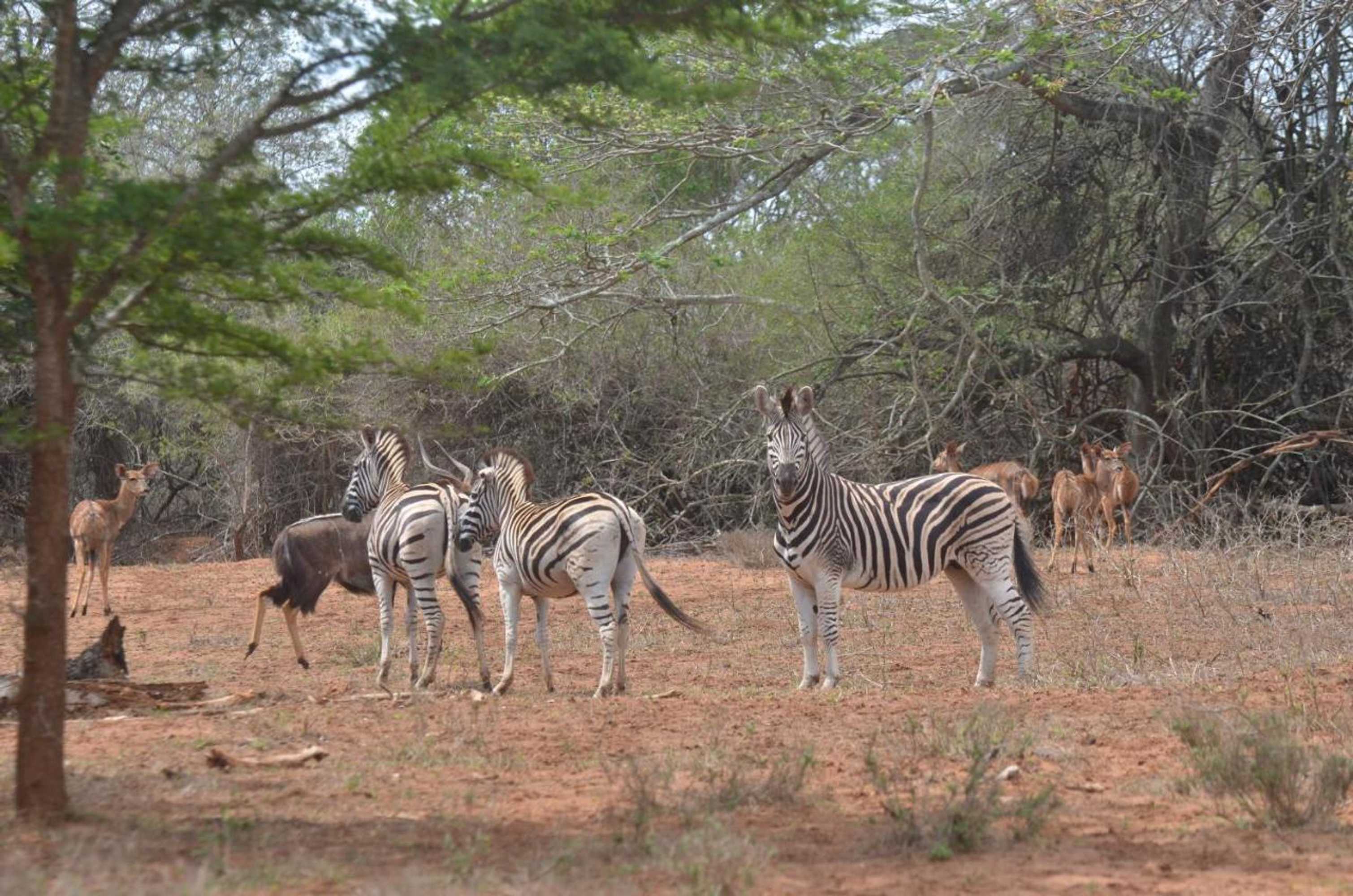 Gift card for Bushbaby Lodge & Camping Gift card for Bushbaby Lodge & Camping