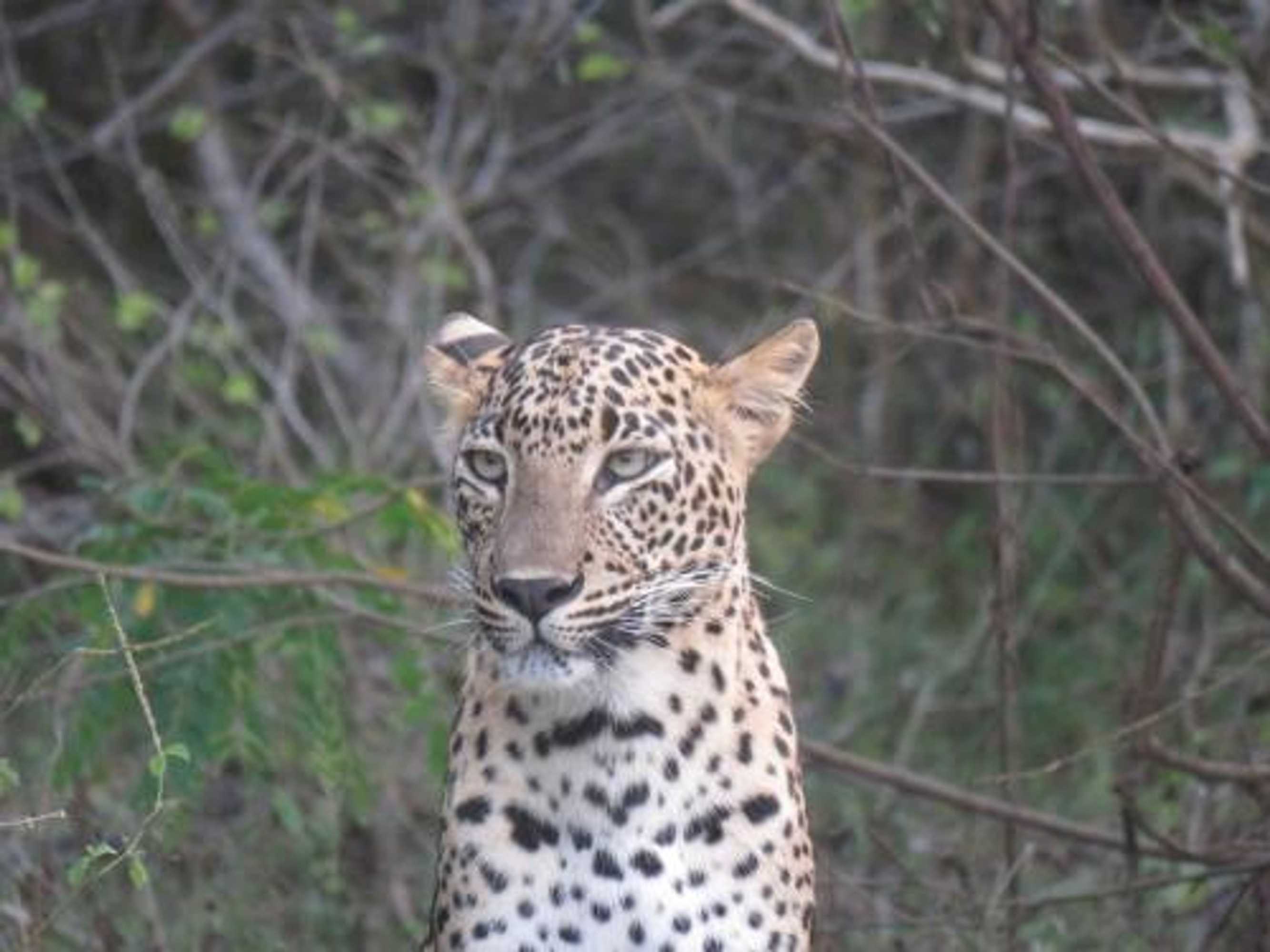 Gift card for Safari Lodge Yala Gift card for Safari Lodge Yala