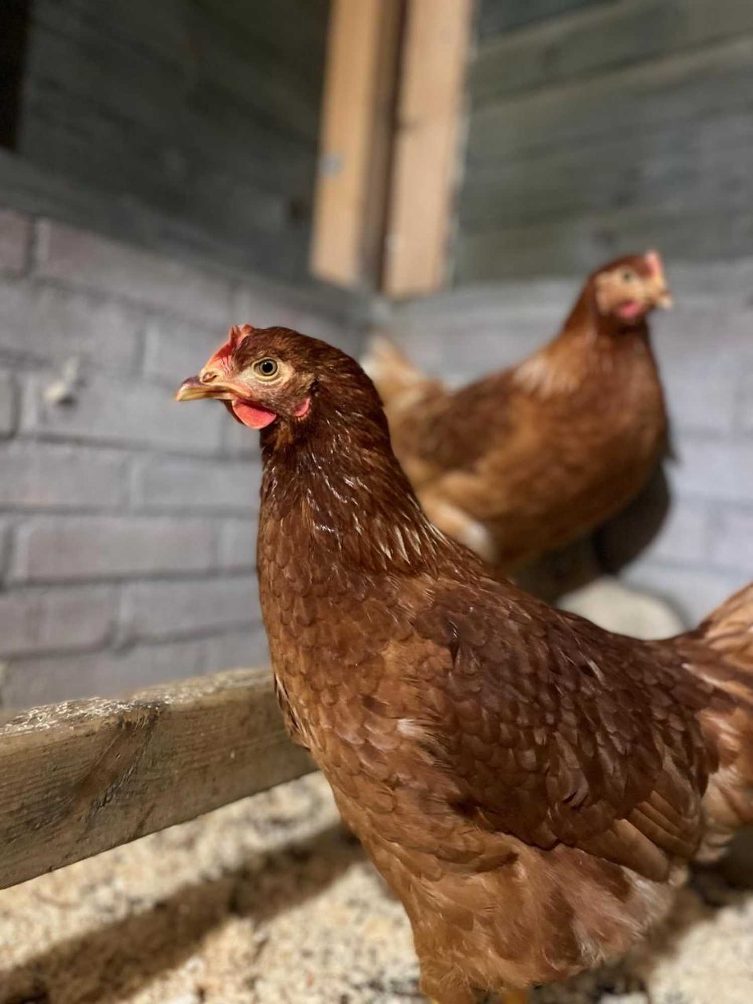 Gift card for B&b Oud-Zilven