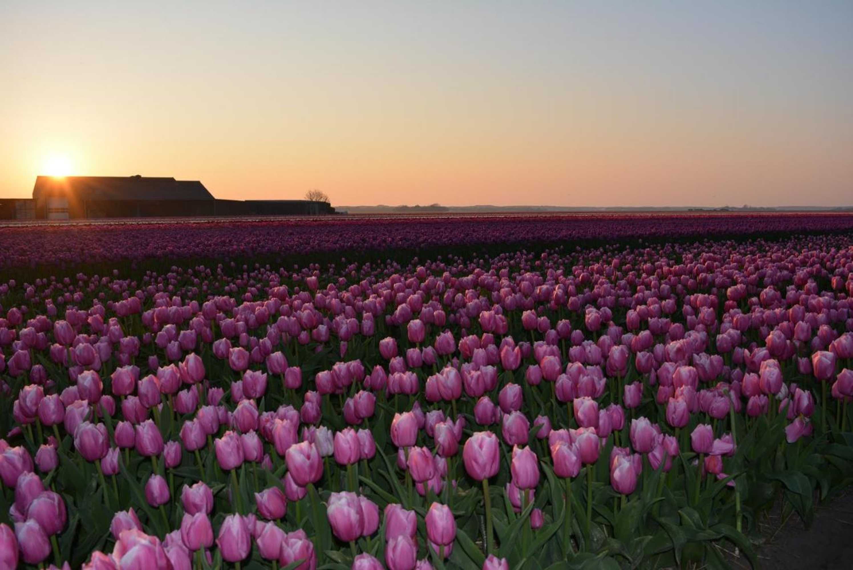 Gift card for Camping De Tulpenweide Kampeerplaats