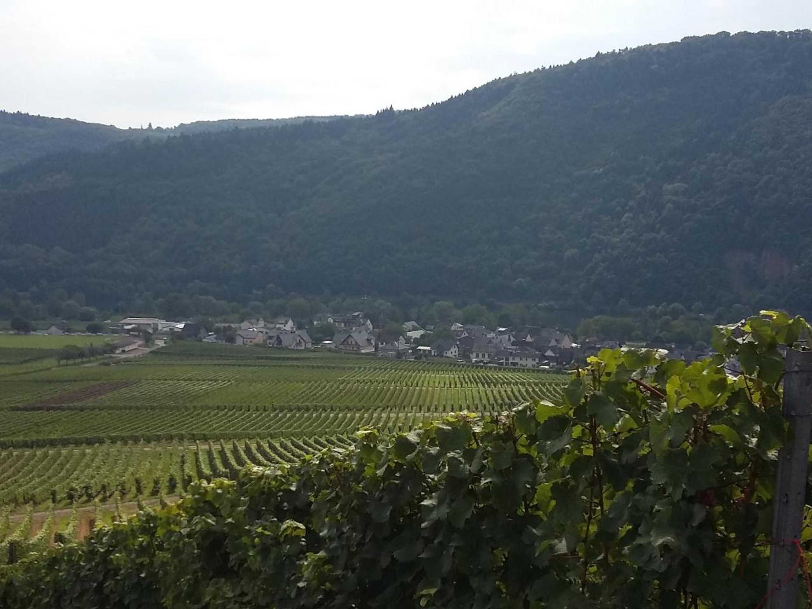 Gift card for Weingut Willi Fett