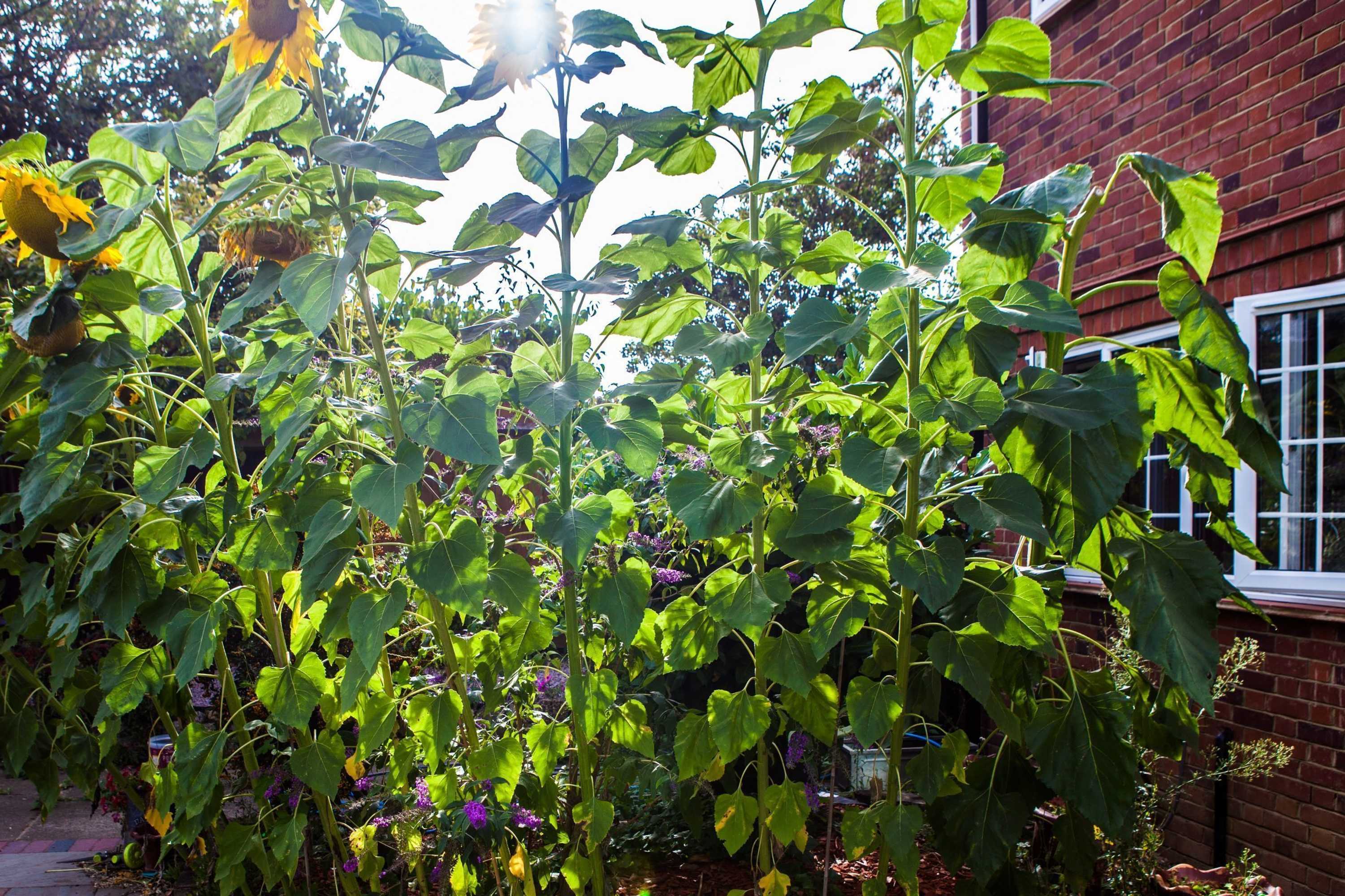 Gift card for Cyrus House Gift card for Cyrus House