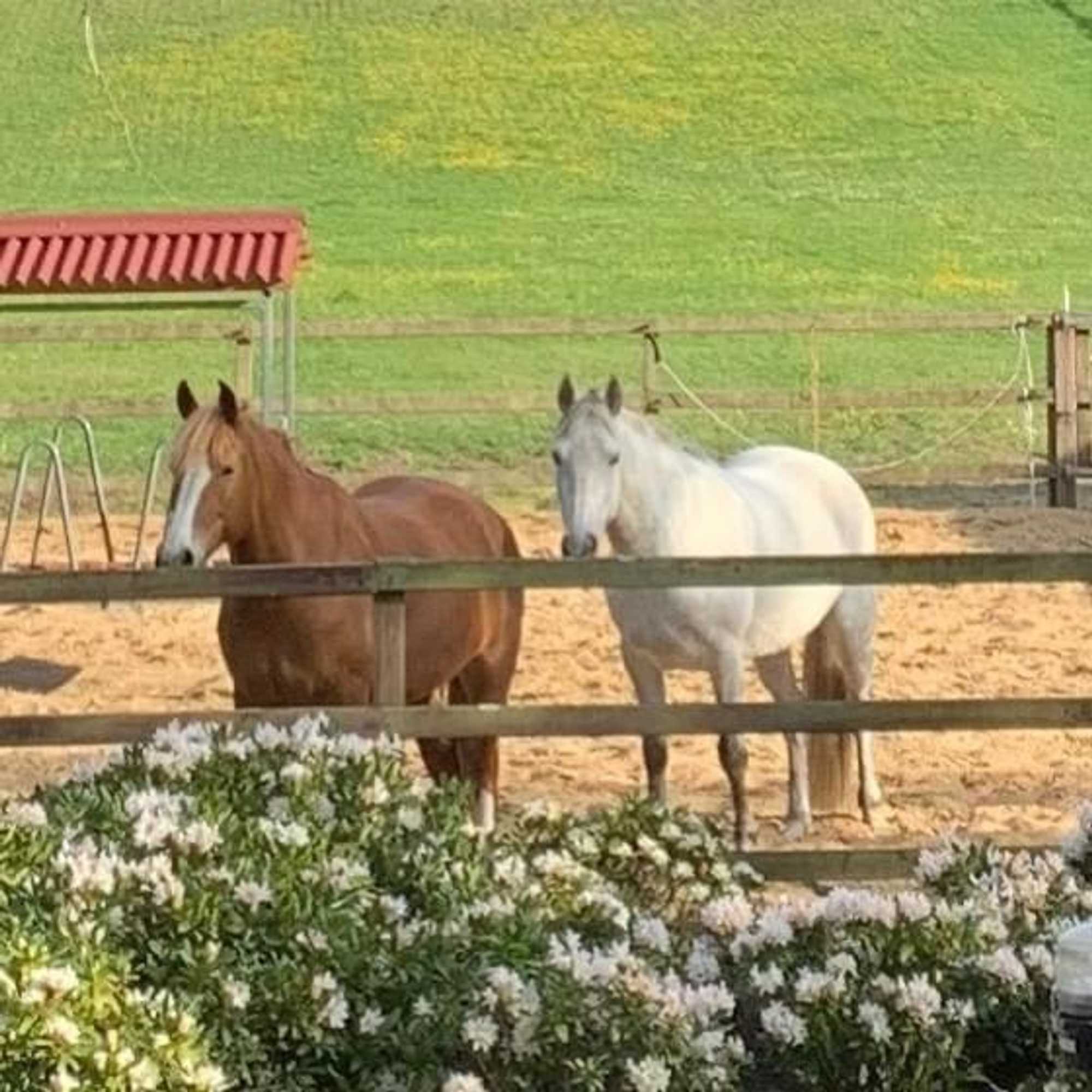 Gift card for Bed And Breakfast De Paalberg