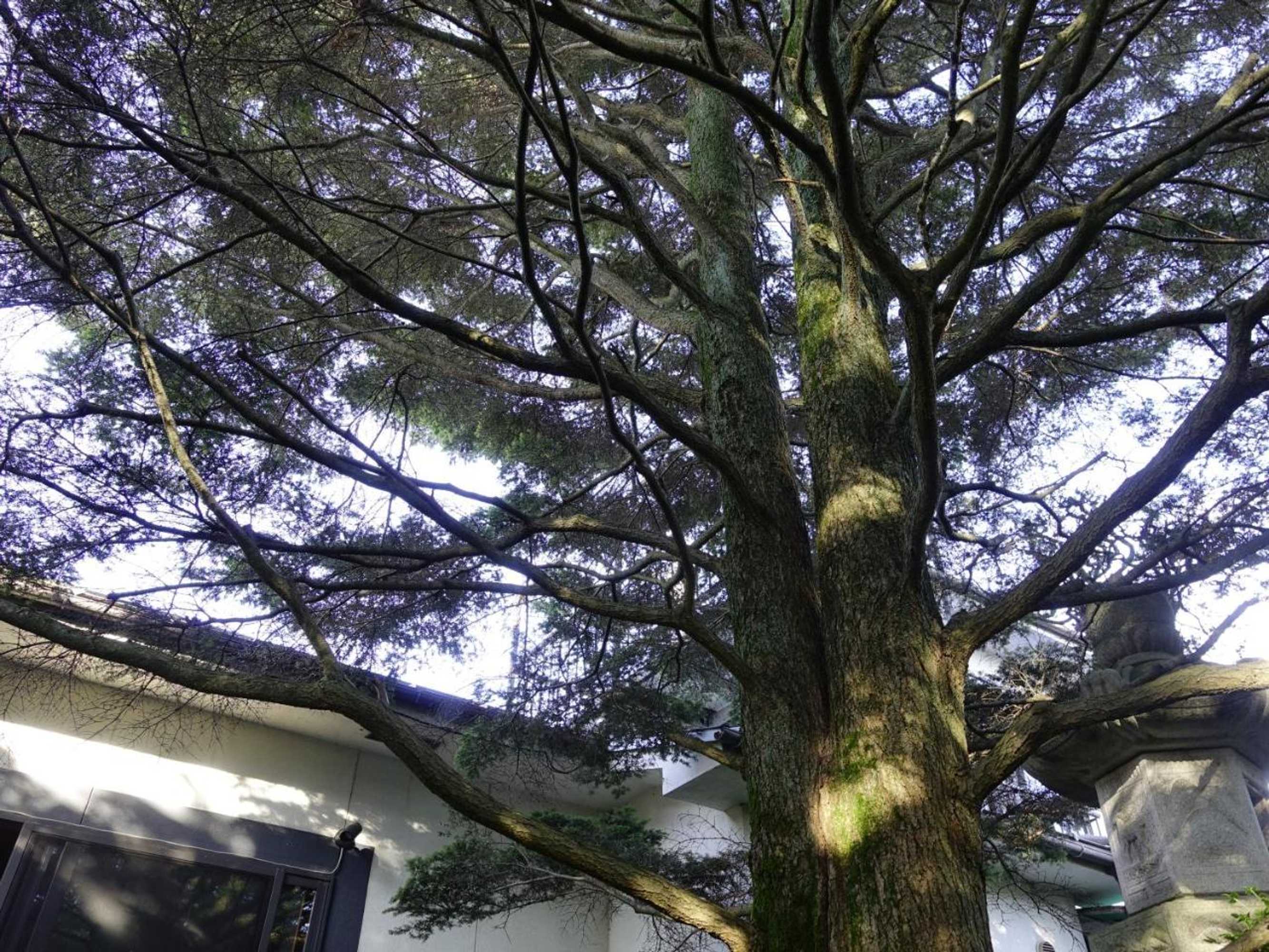 Gift card for Oimatsuen