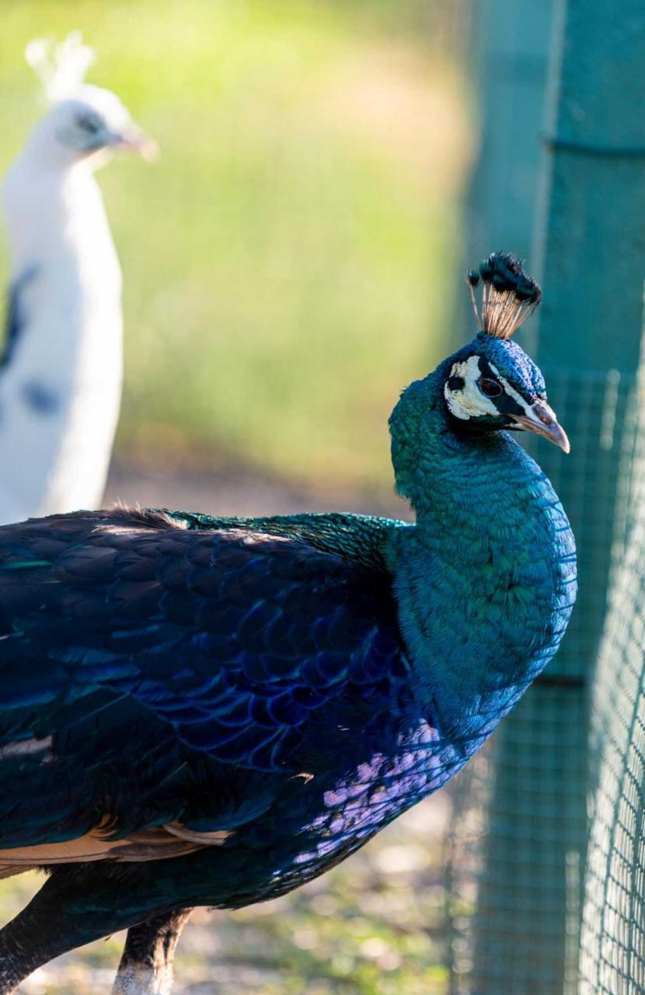 Gift card for Quinta da Tapada