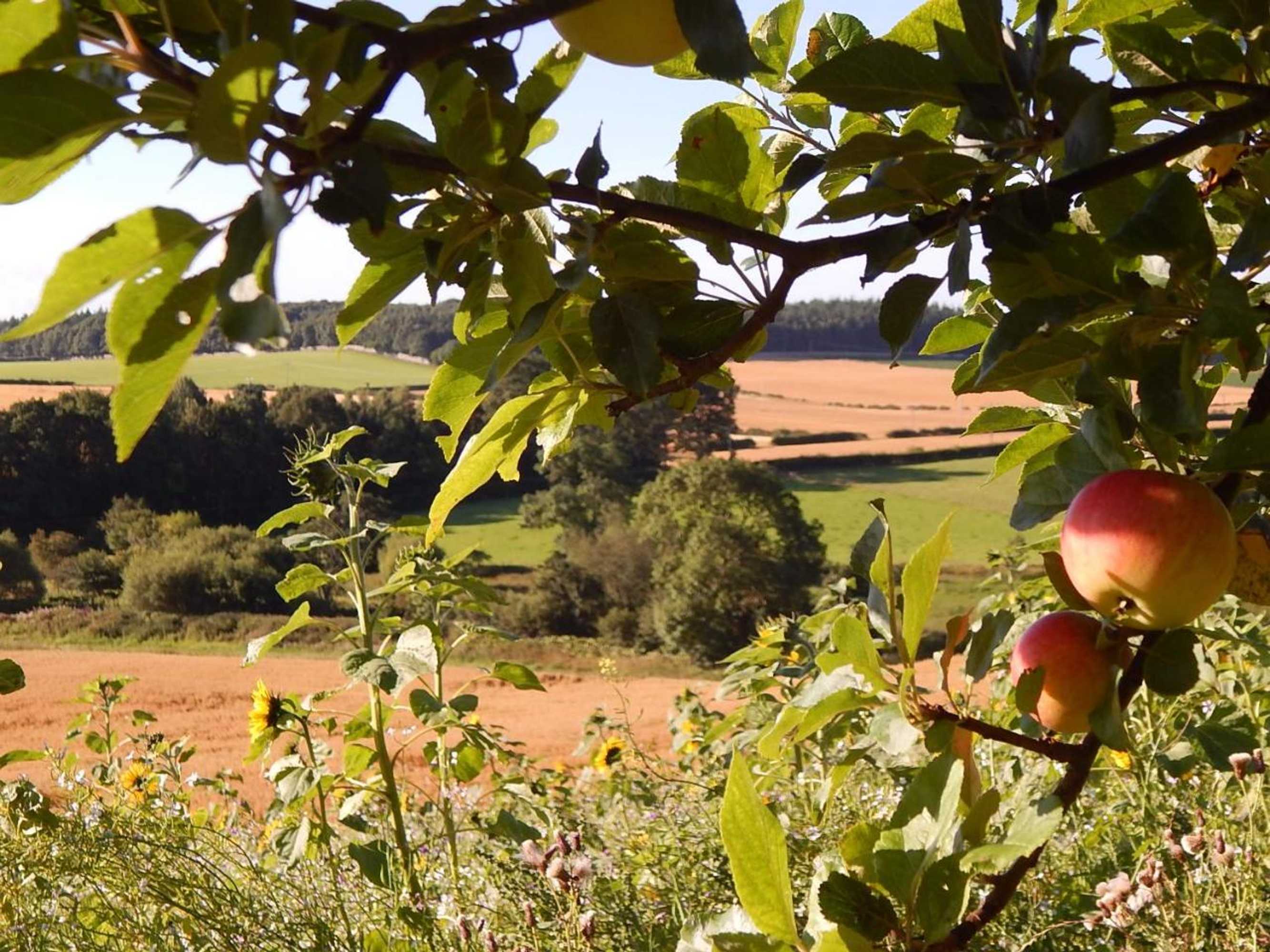 Gift card for Plumtree Cottage