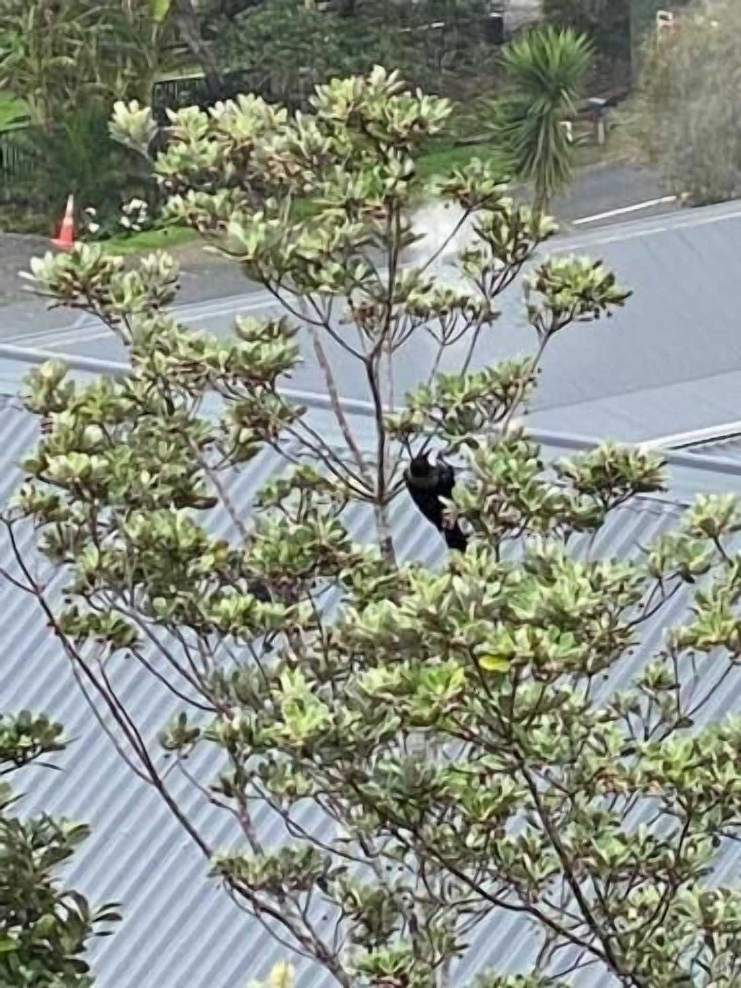 Gift card for Bellrock Lodge