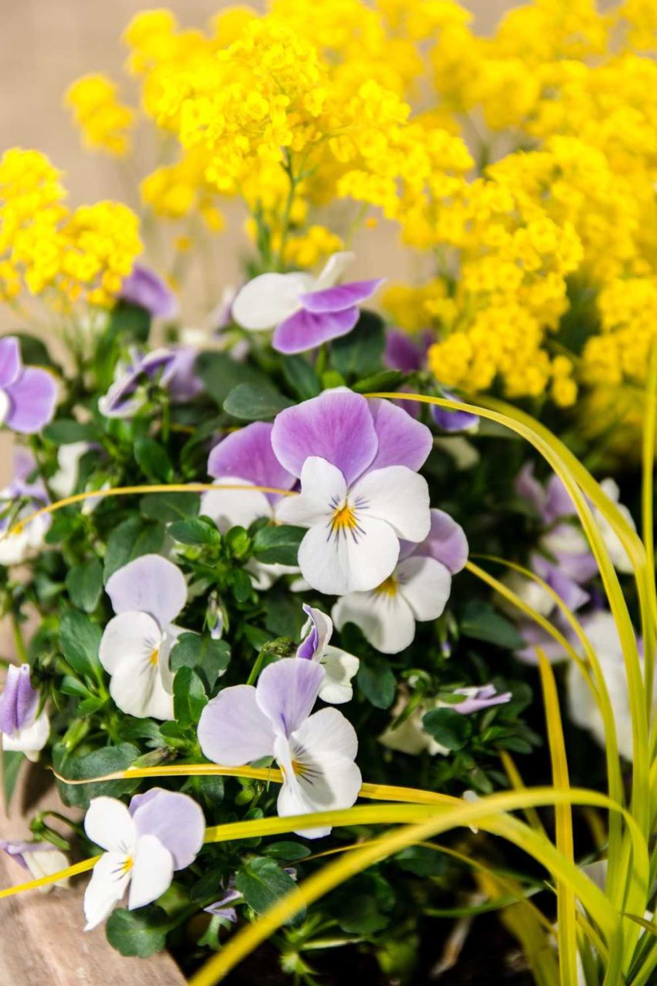 Gift card for Pension Am Finkenberg