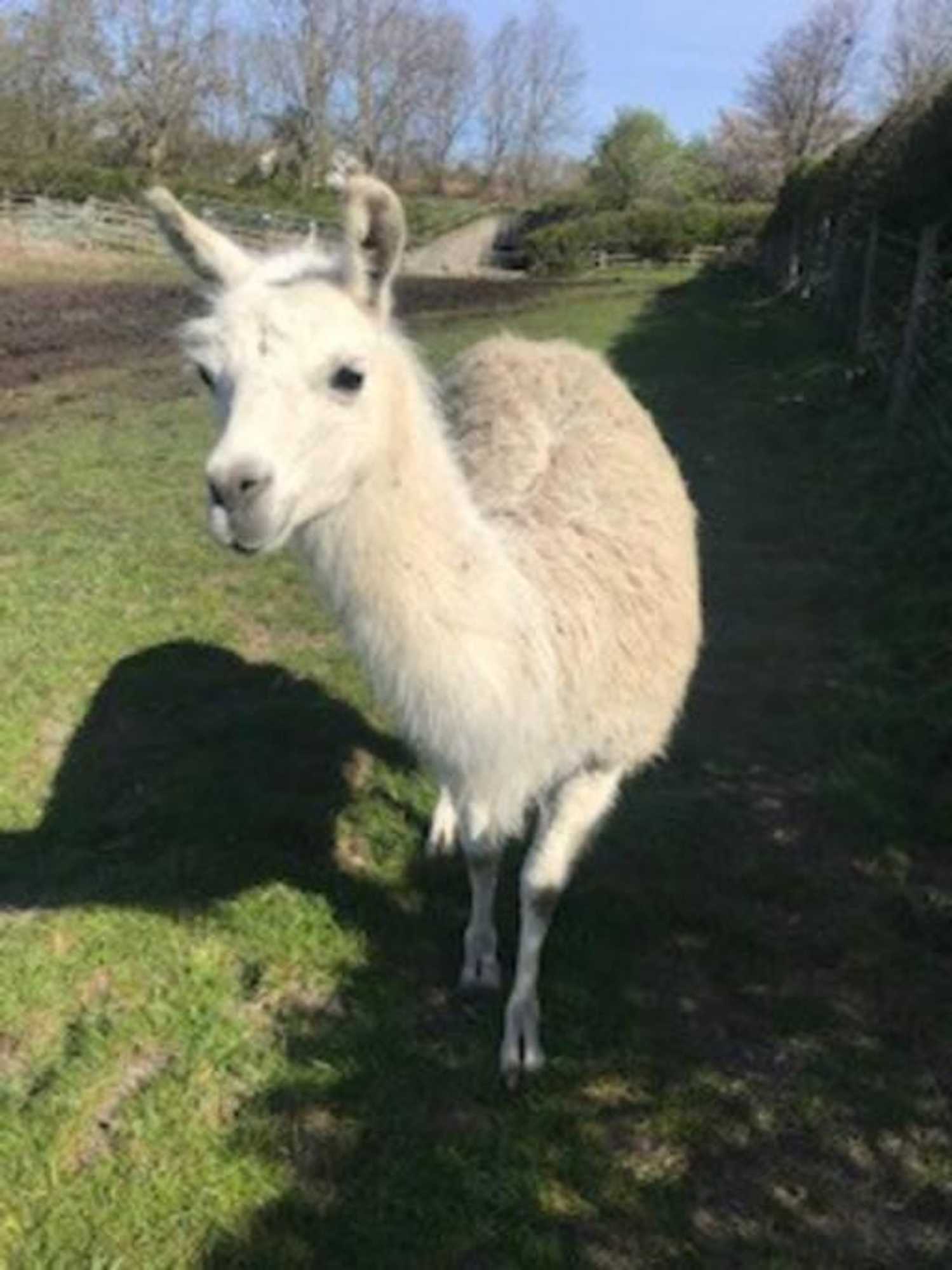 Gift card for The Shed