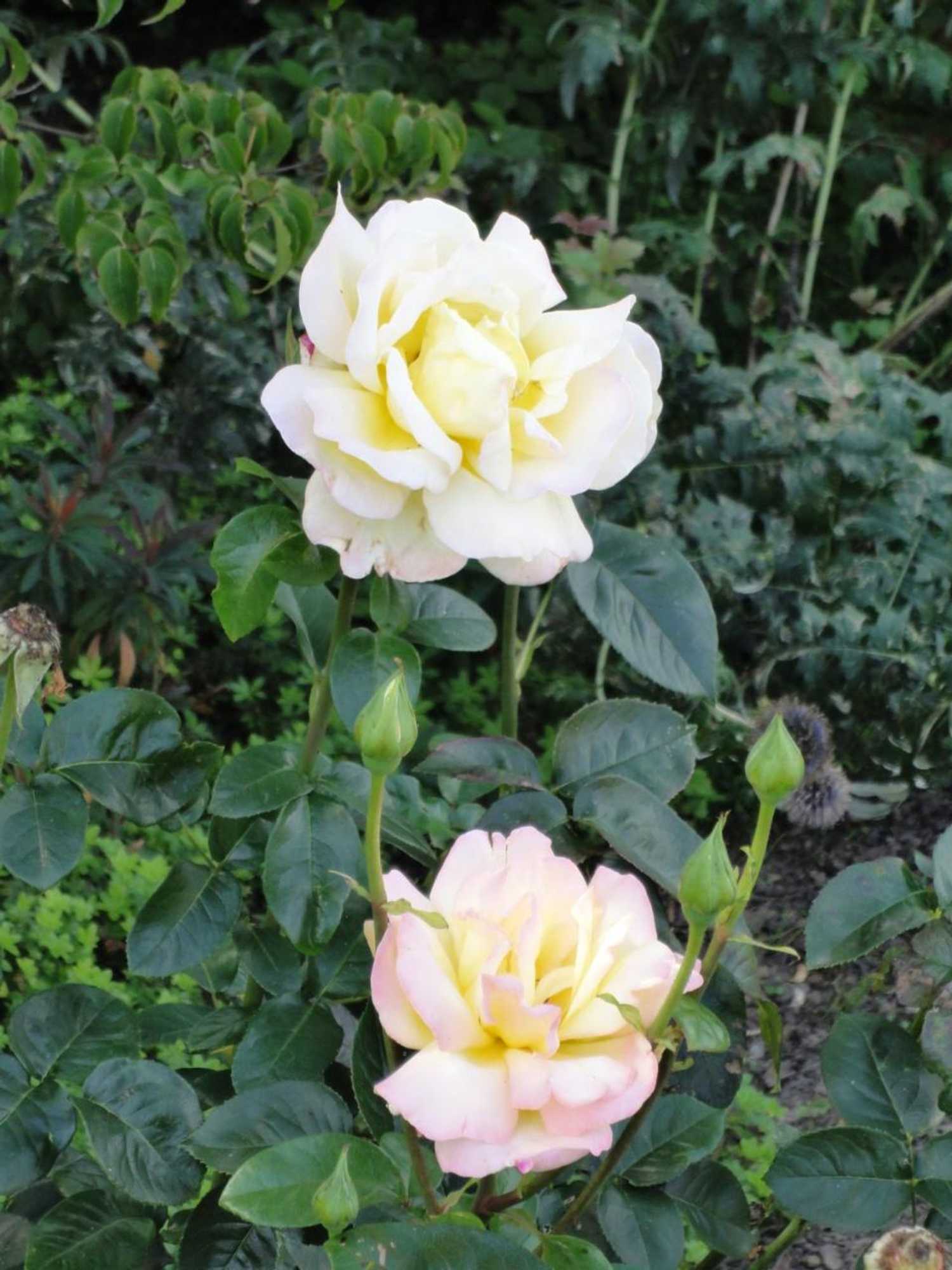 Gift card for B&b Vennehoeve