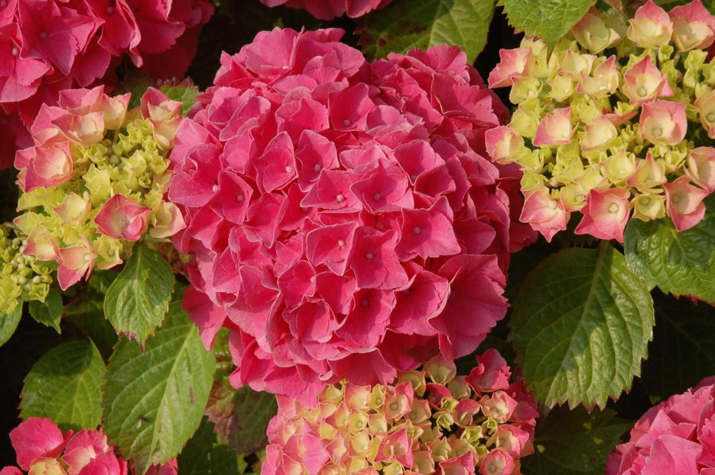 Gift card for B&b Bloemenweelde