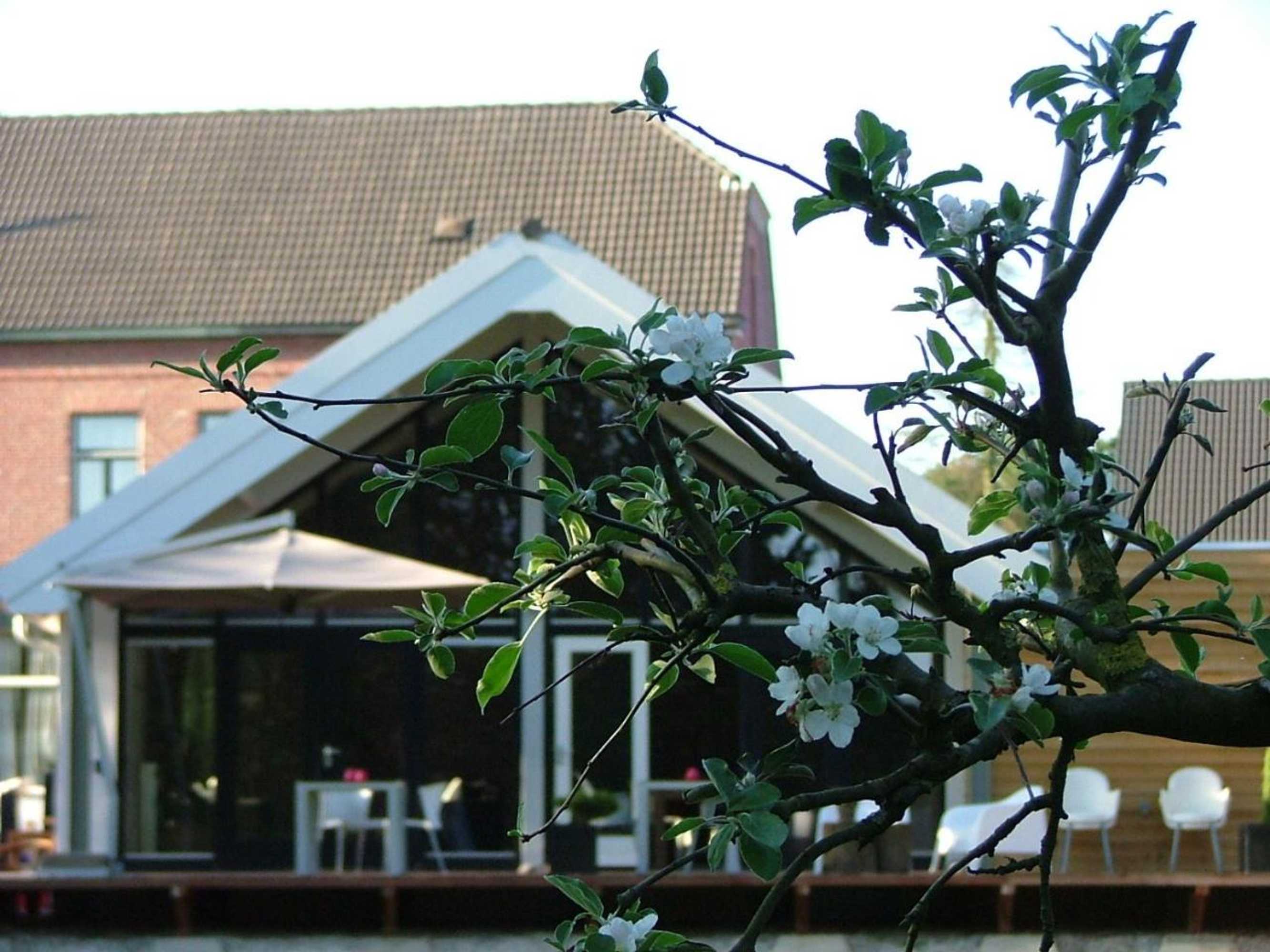 Gift card for Rosa Arvensis