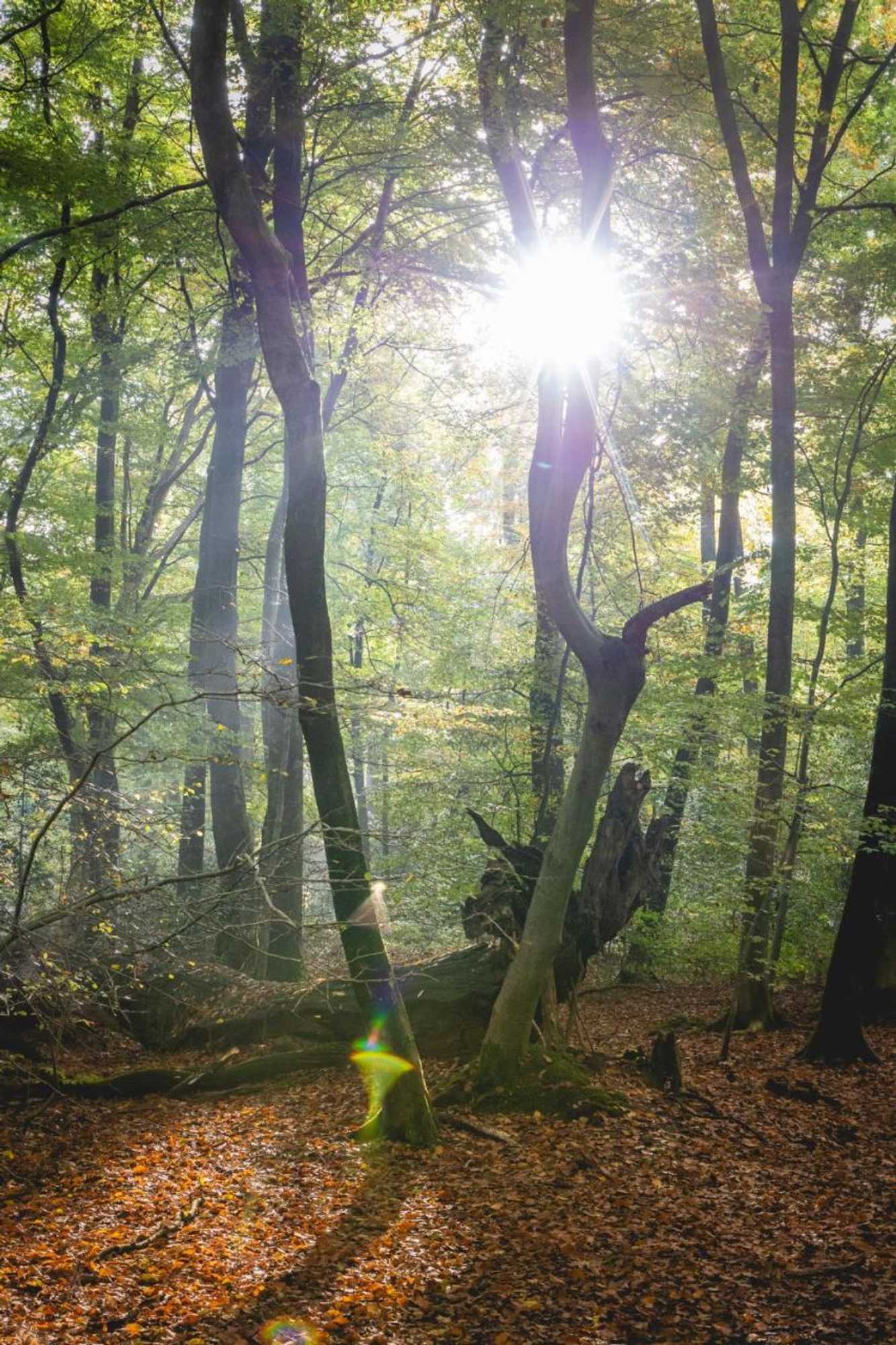 Gift card for Nordenholzer Hofhotel