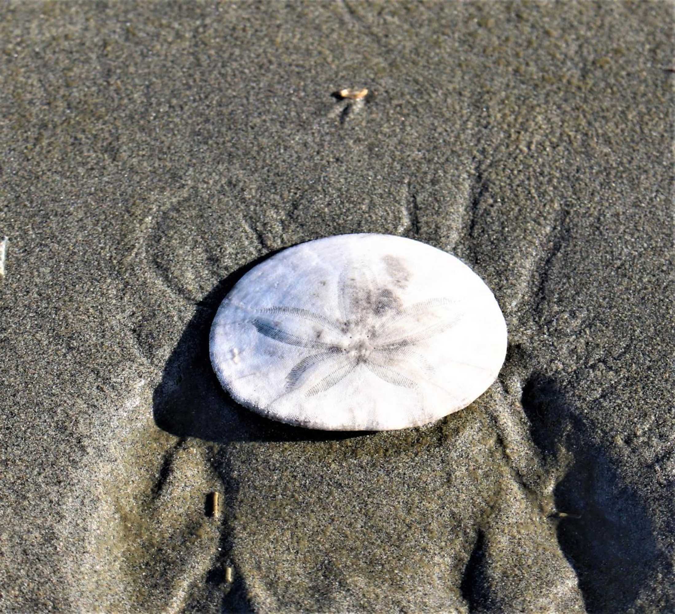 Gift card for The Lowtide Motel