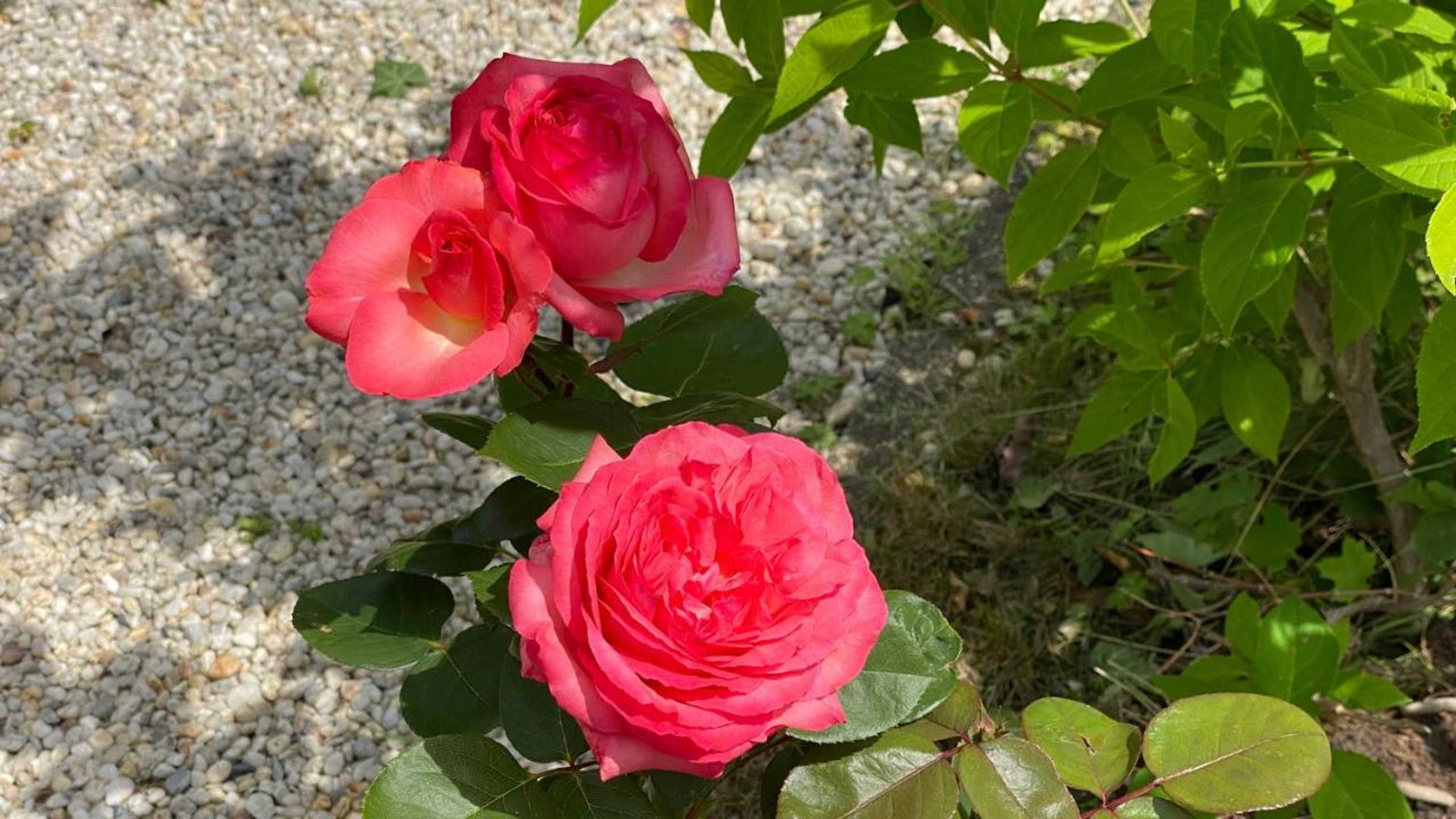 Gift card for Villa Zur Erholung Bed & Breakfast