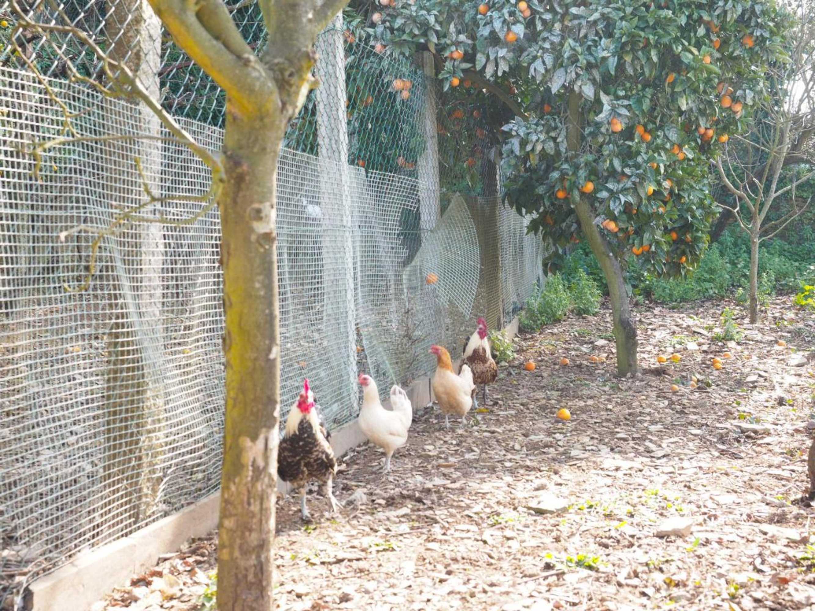 Gift card for Quinta Drº Amarante