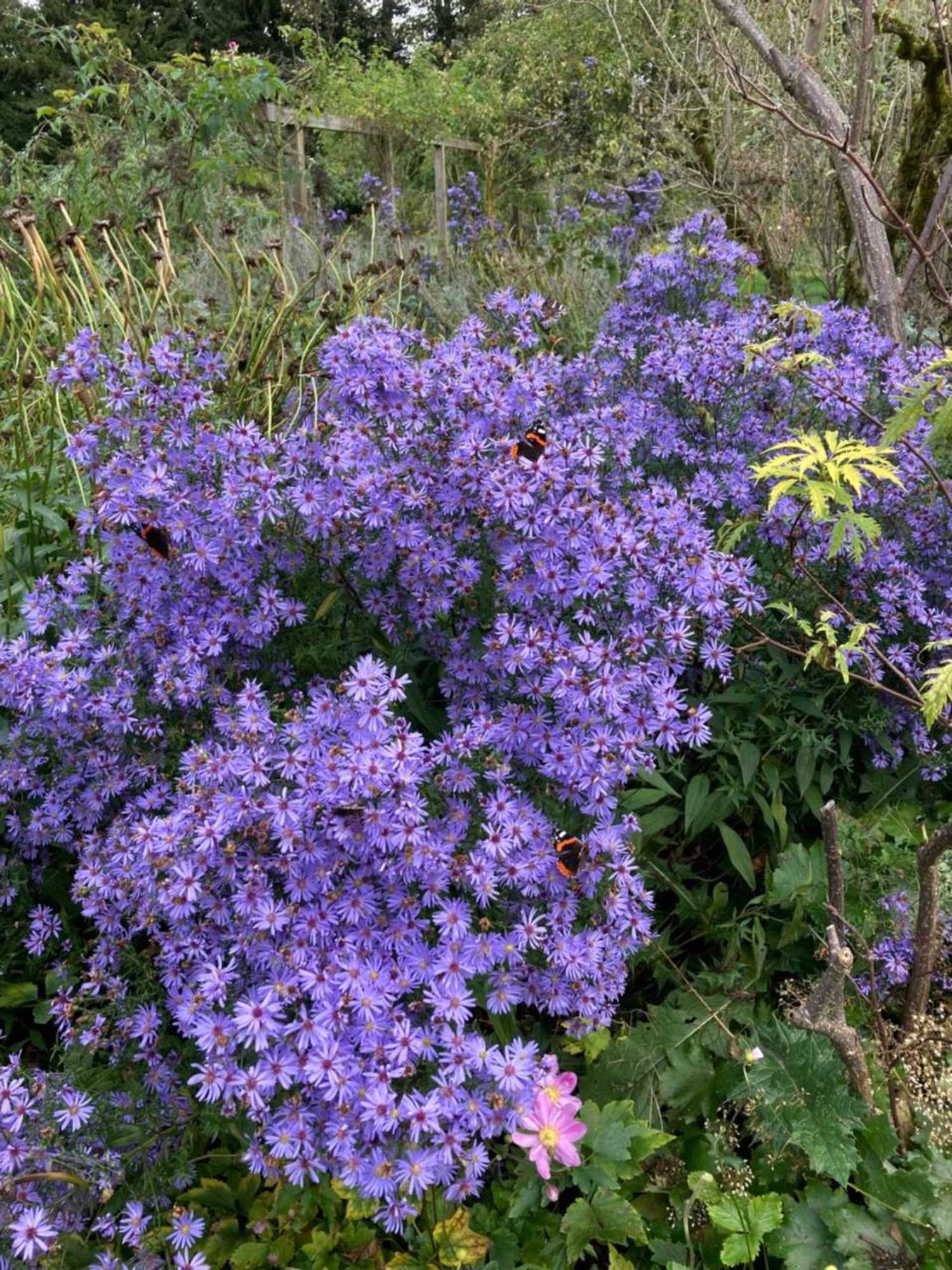 Gift card for Meadowview