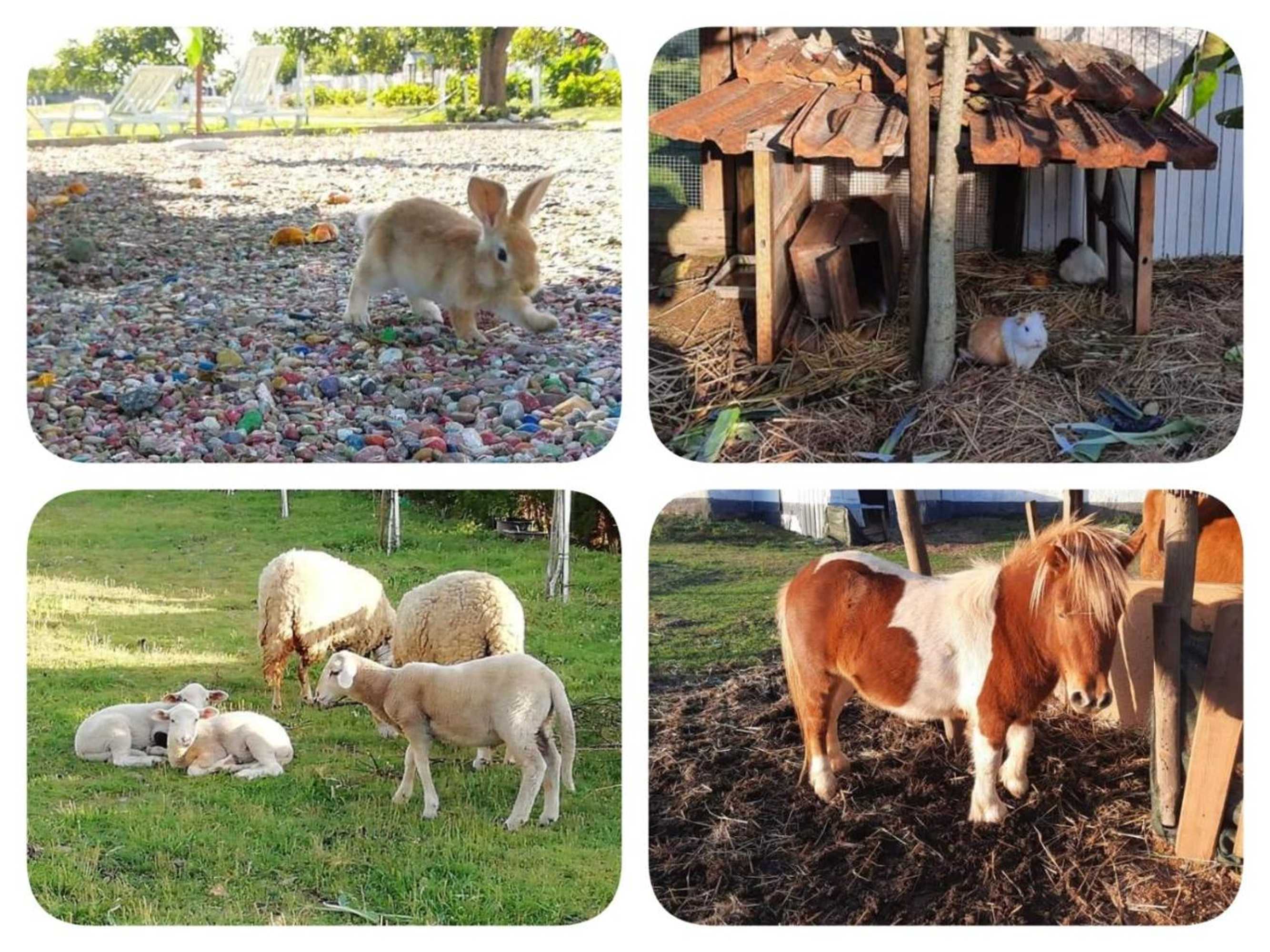 Gift card for Centenária