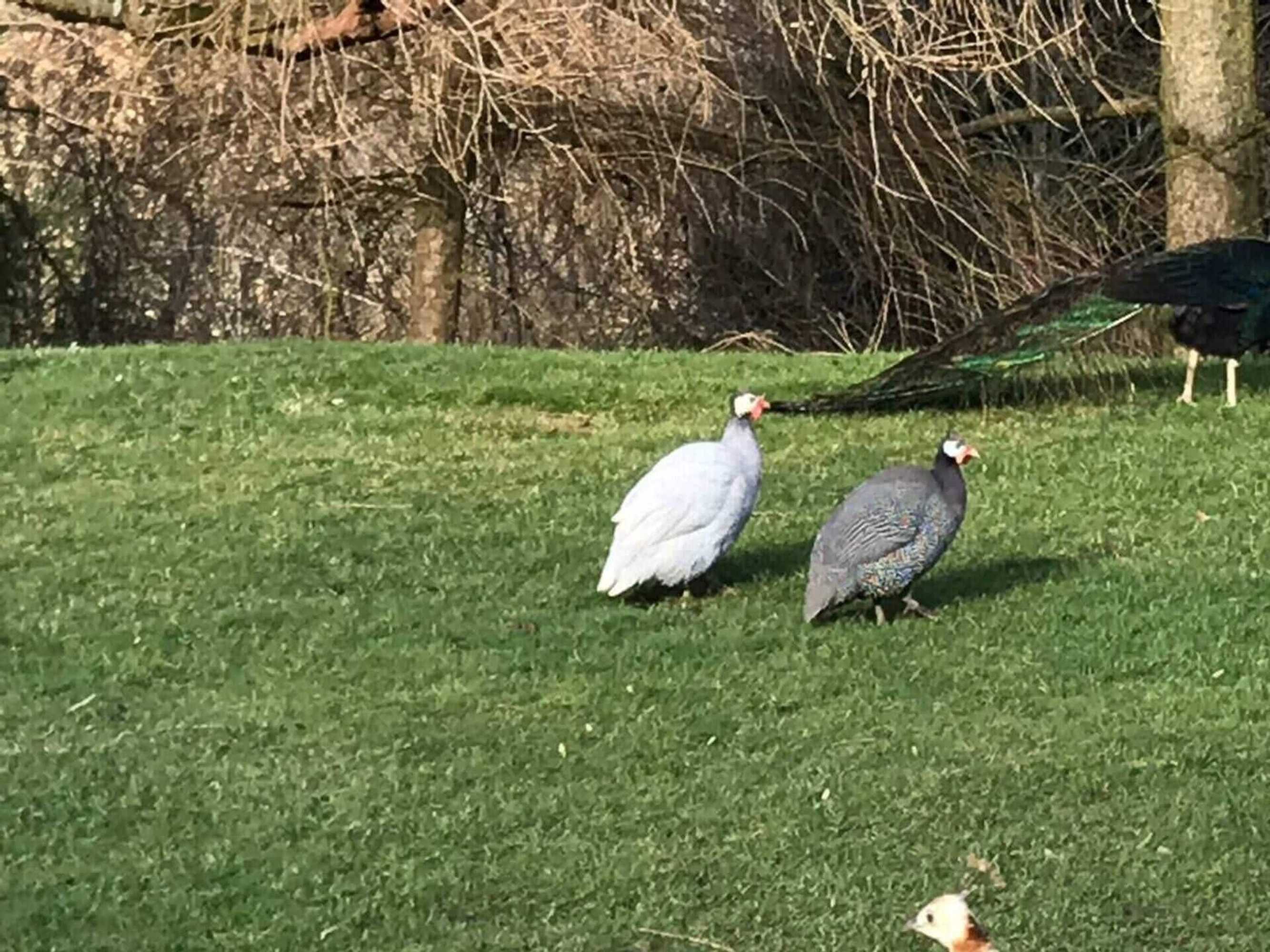 Gift card for The Shepherds Hut at Hafoty Boeth