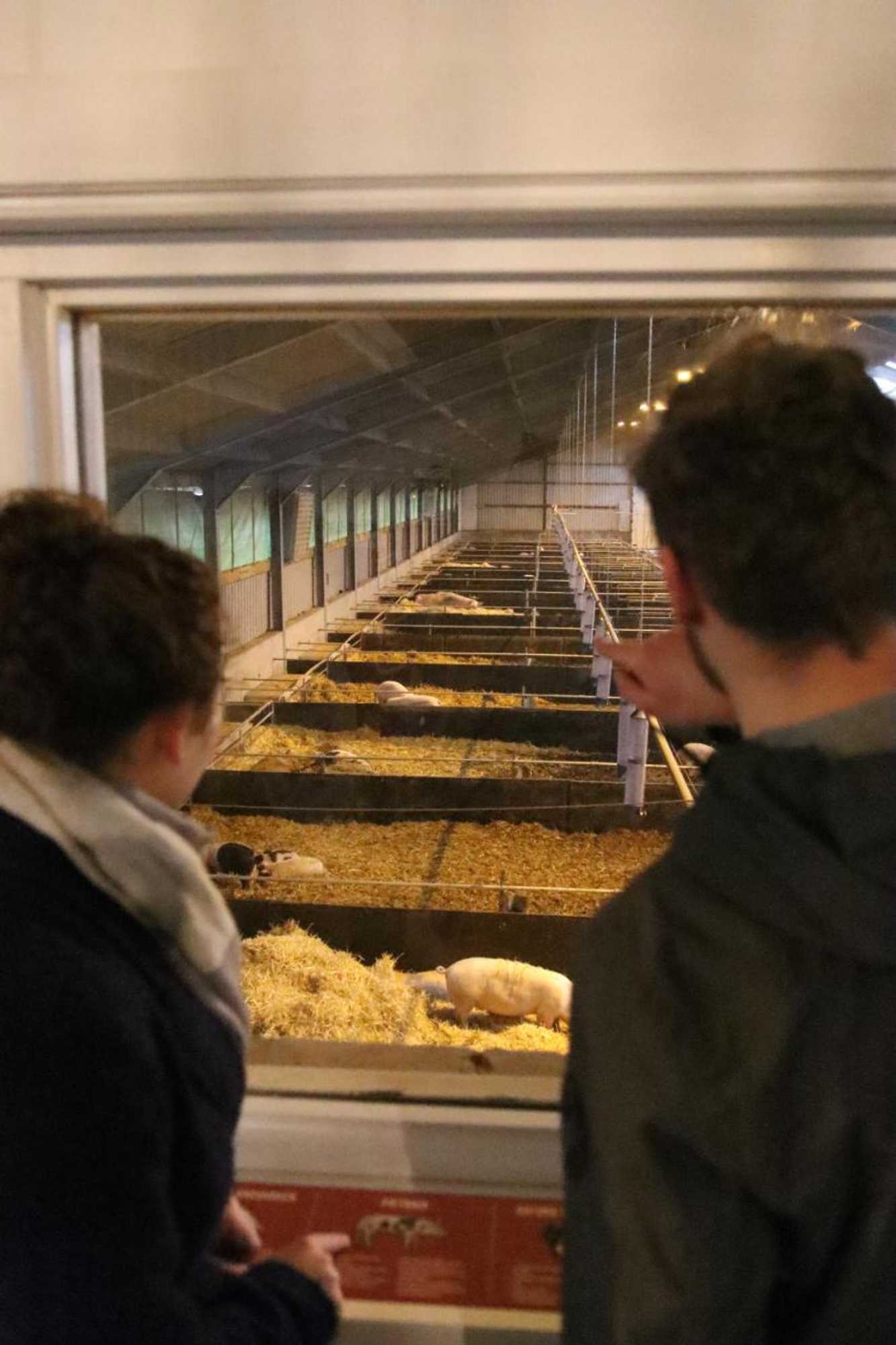 Gift card for Porcus Campus