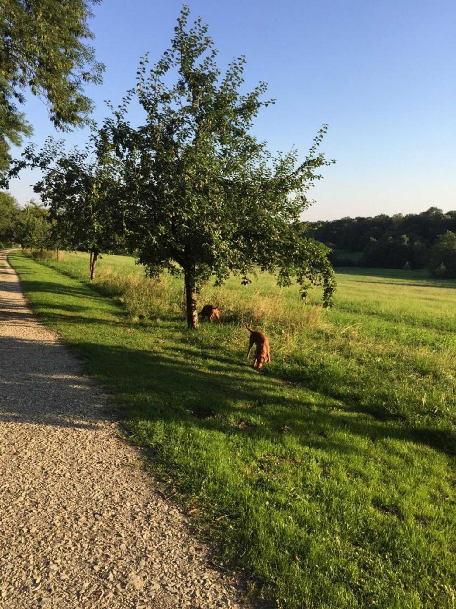 Gift card for Waldhotel Brand's Busch