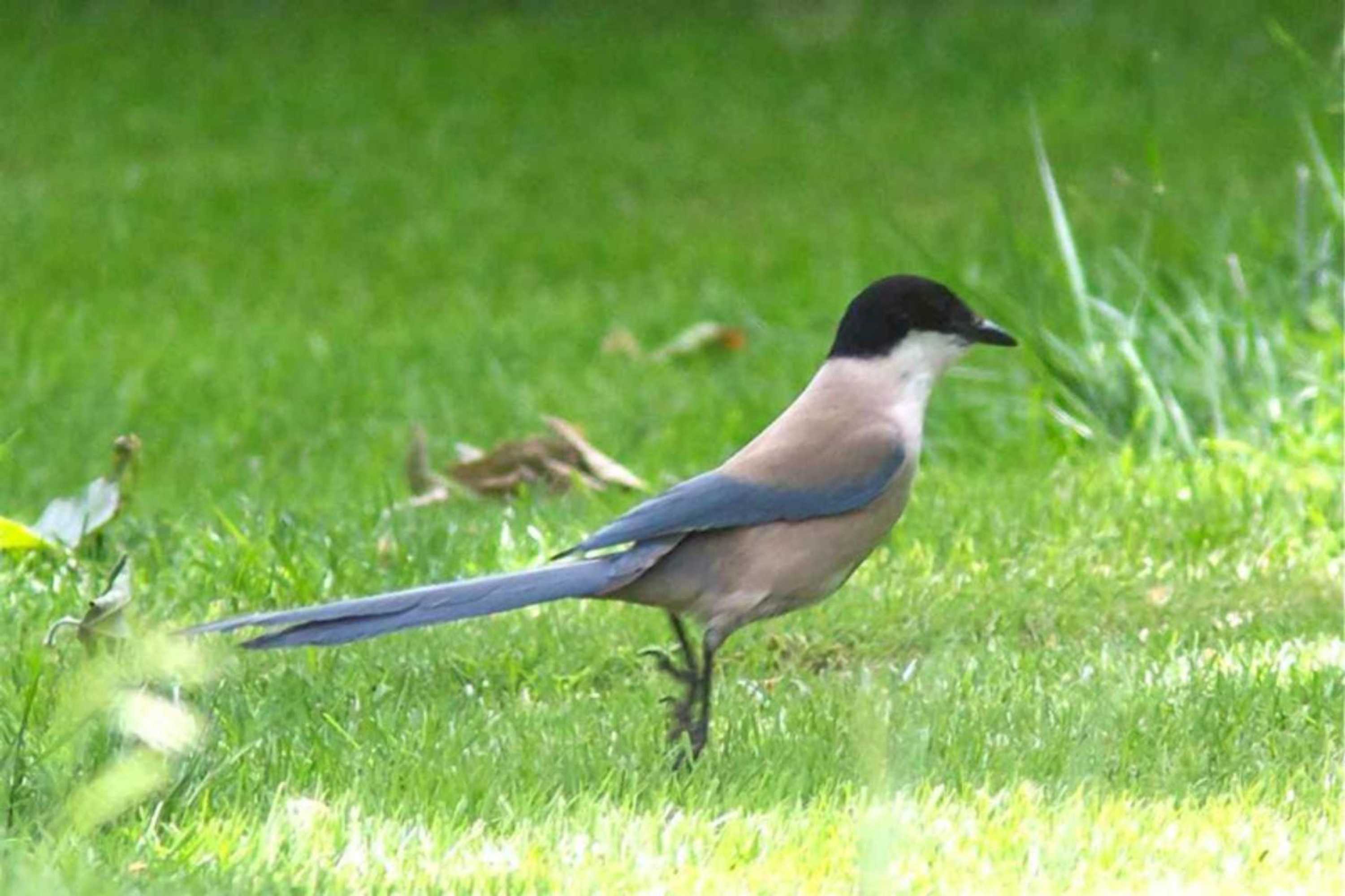 Gift card for Quinta Do Marvao