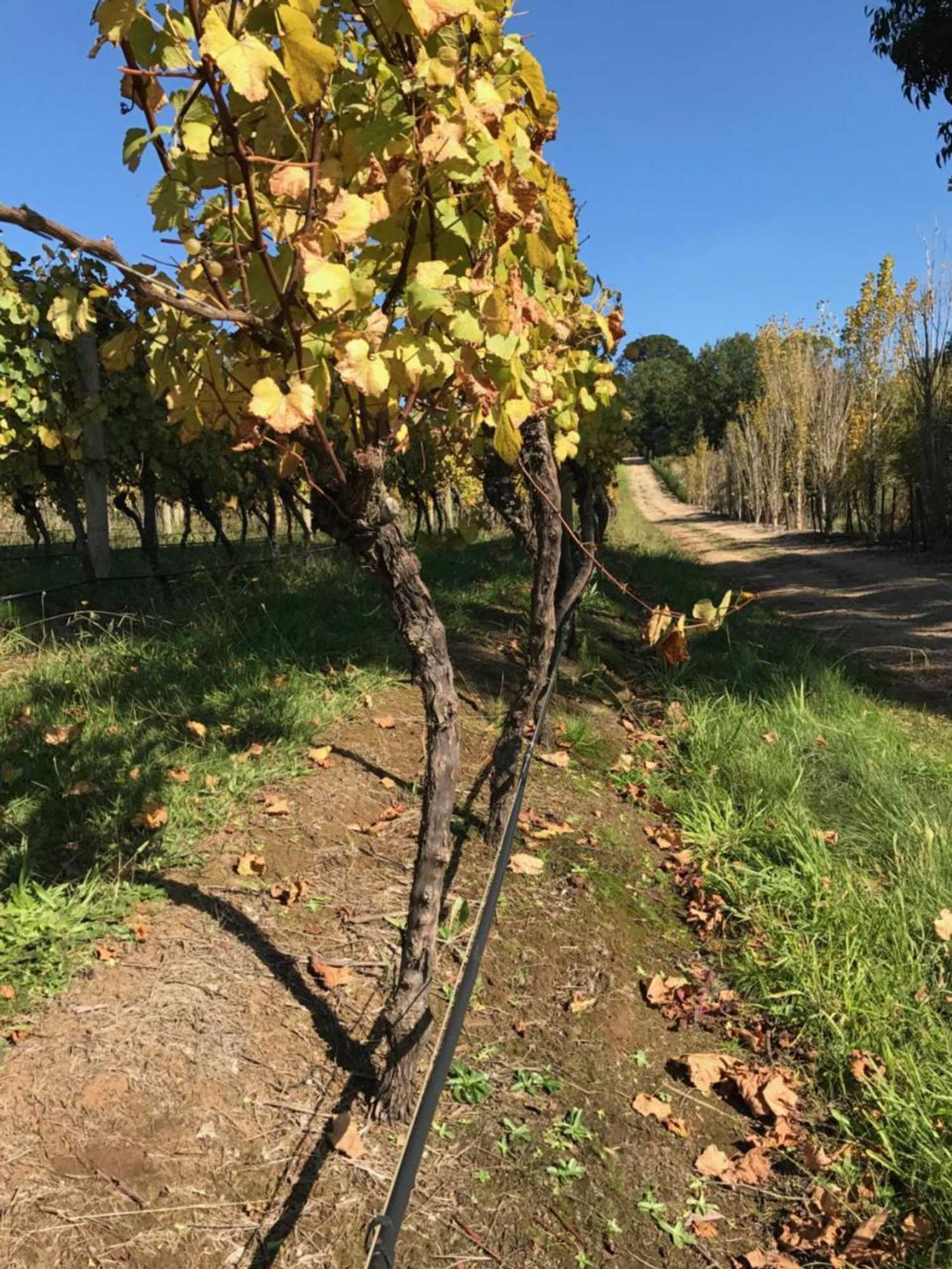 Gift card for Frogs Pond