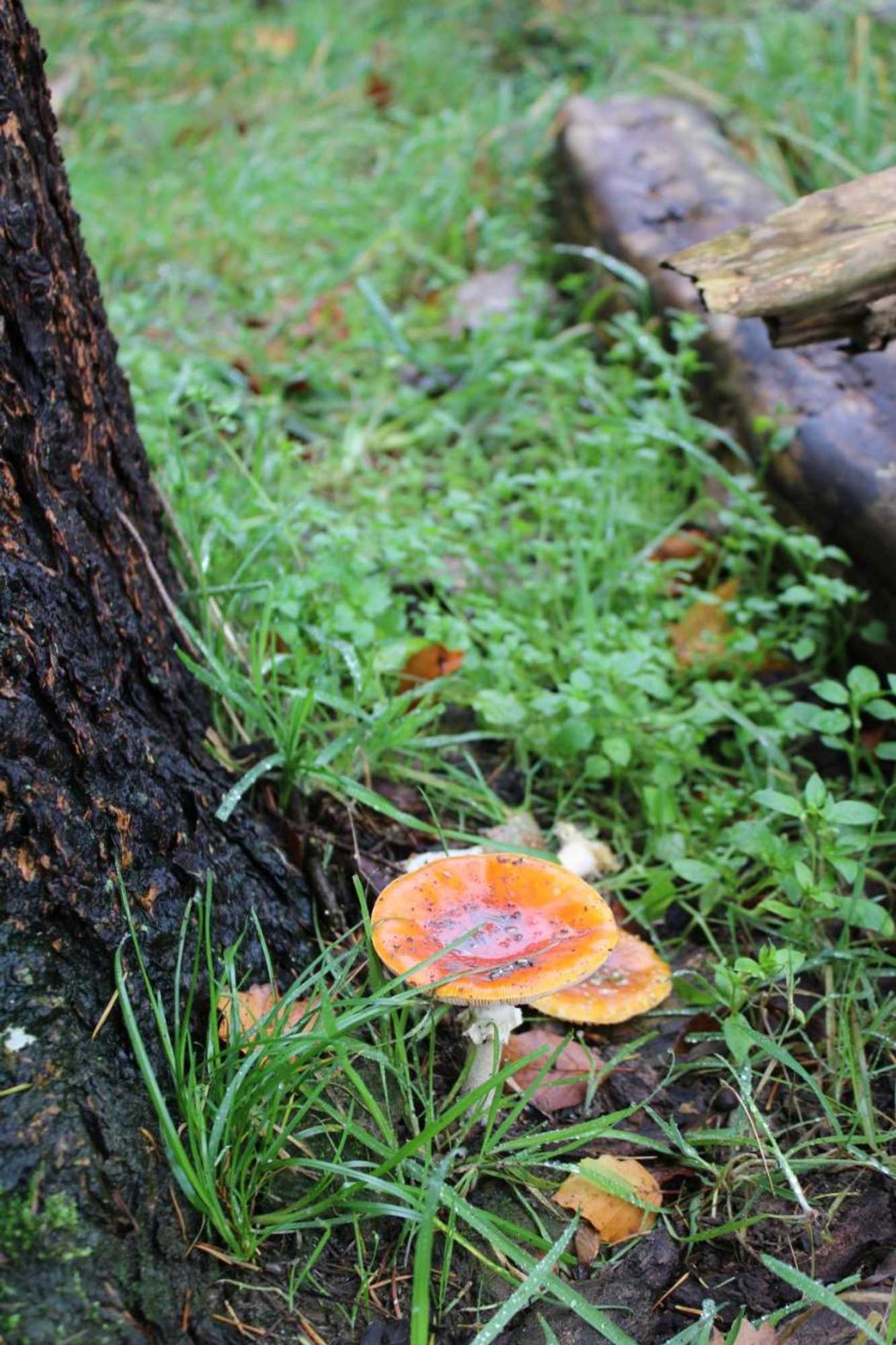 Gift card for Voel je Thuis