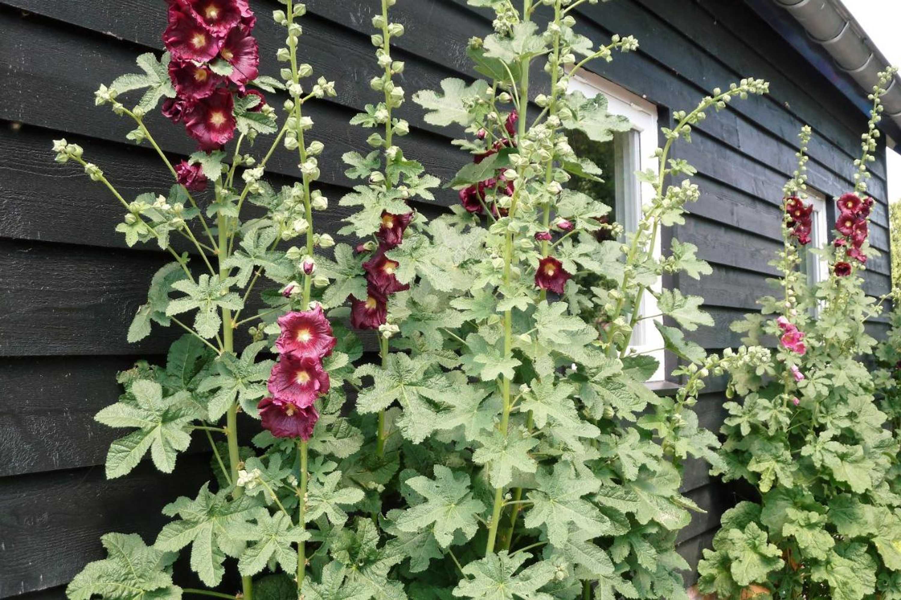 Gift card for Bed&breakfast Hoornaar