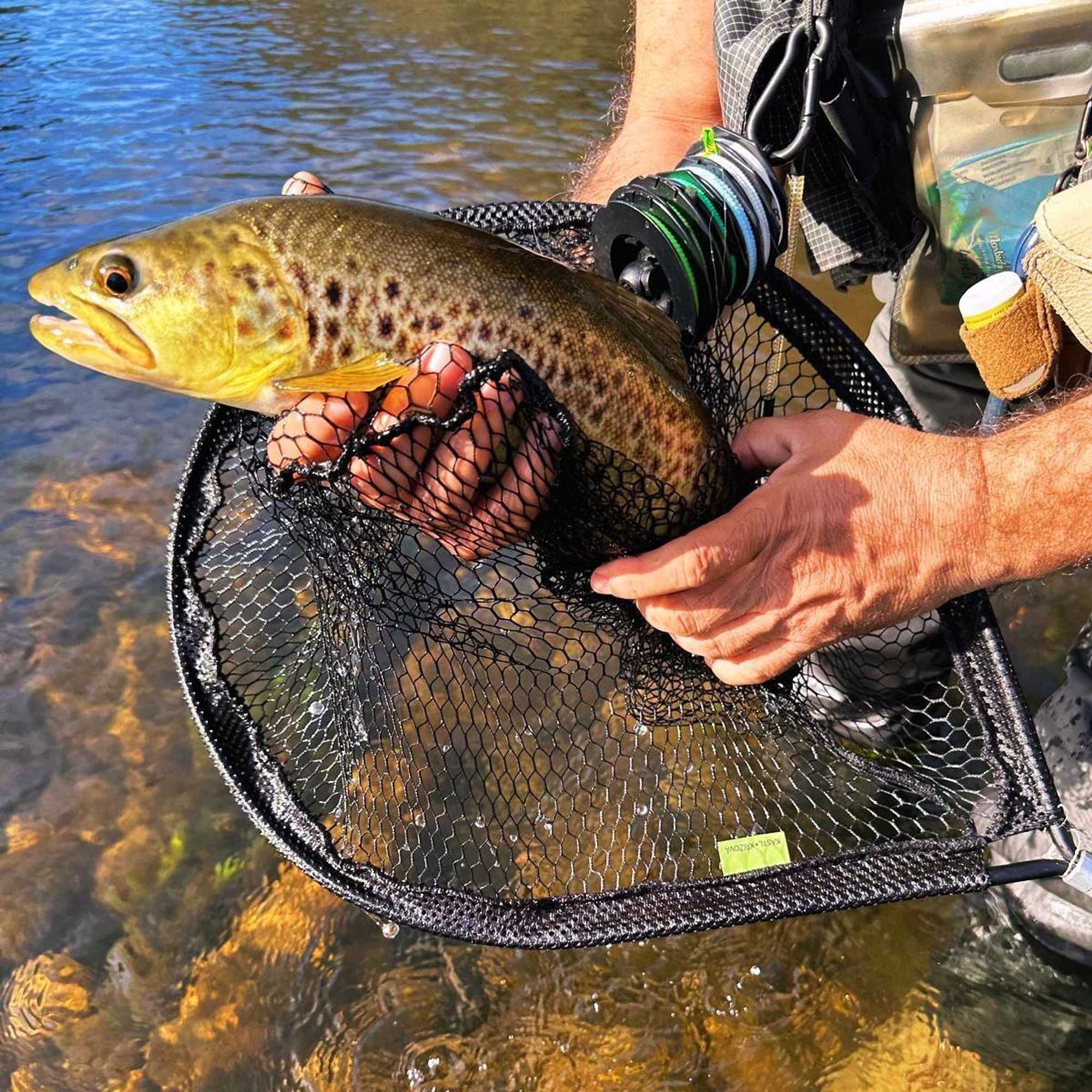 Gift card for Vumba - House of The Lizard