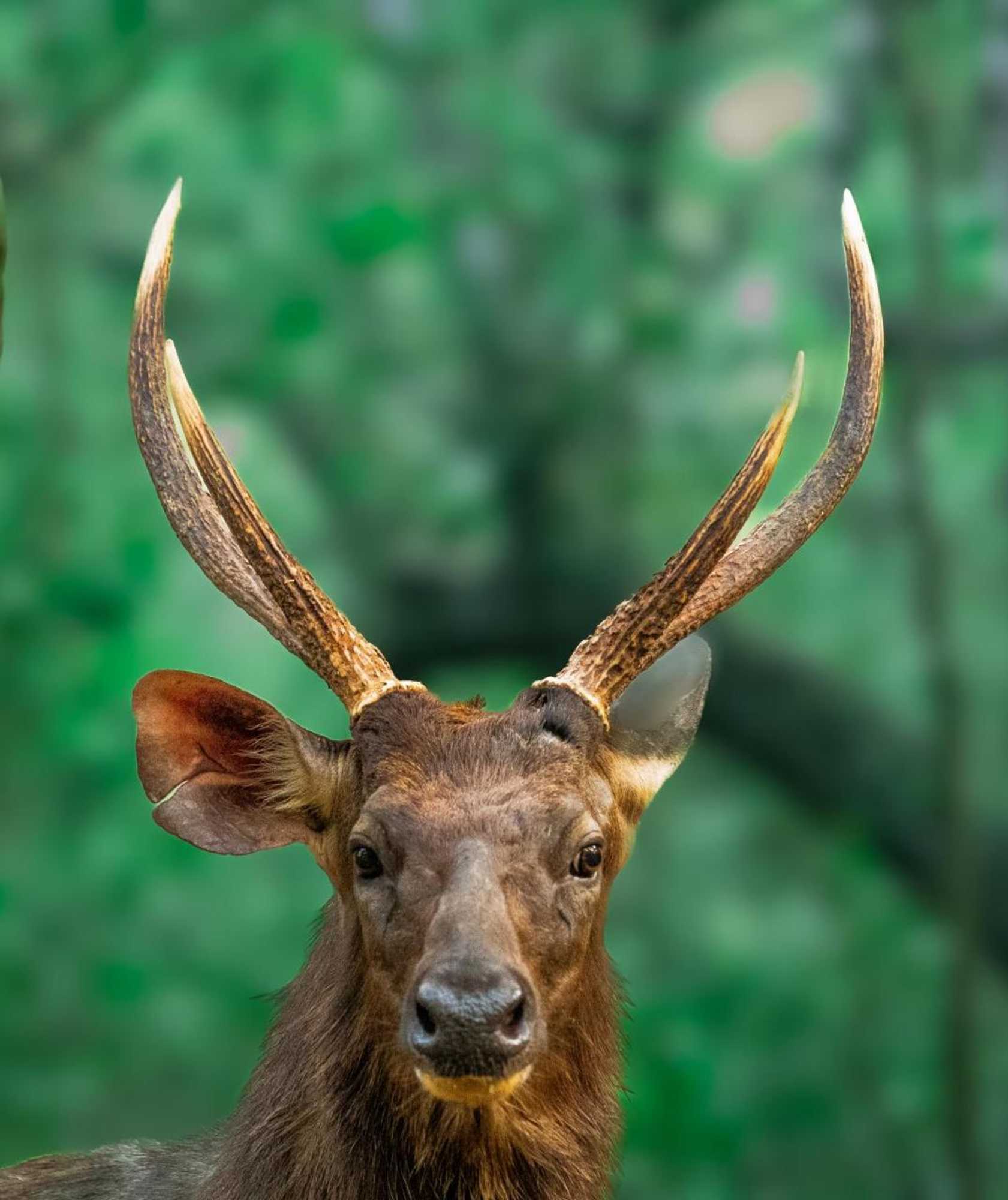 Gift card for Wilpattu National Park Forest Buma Lodge
