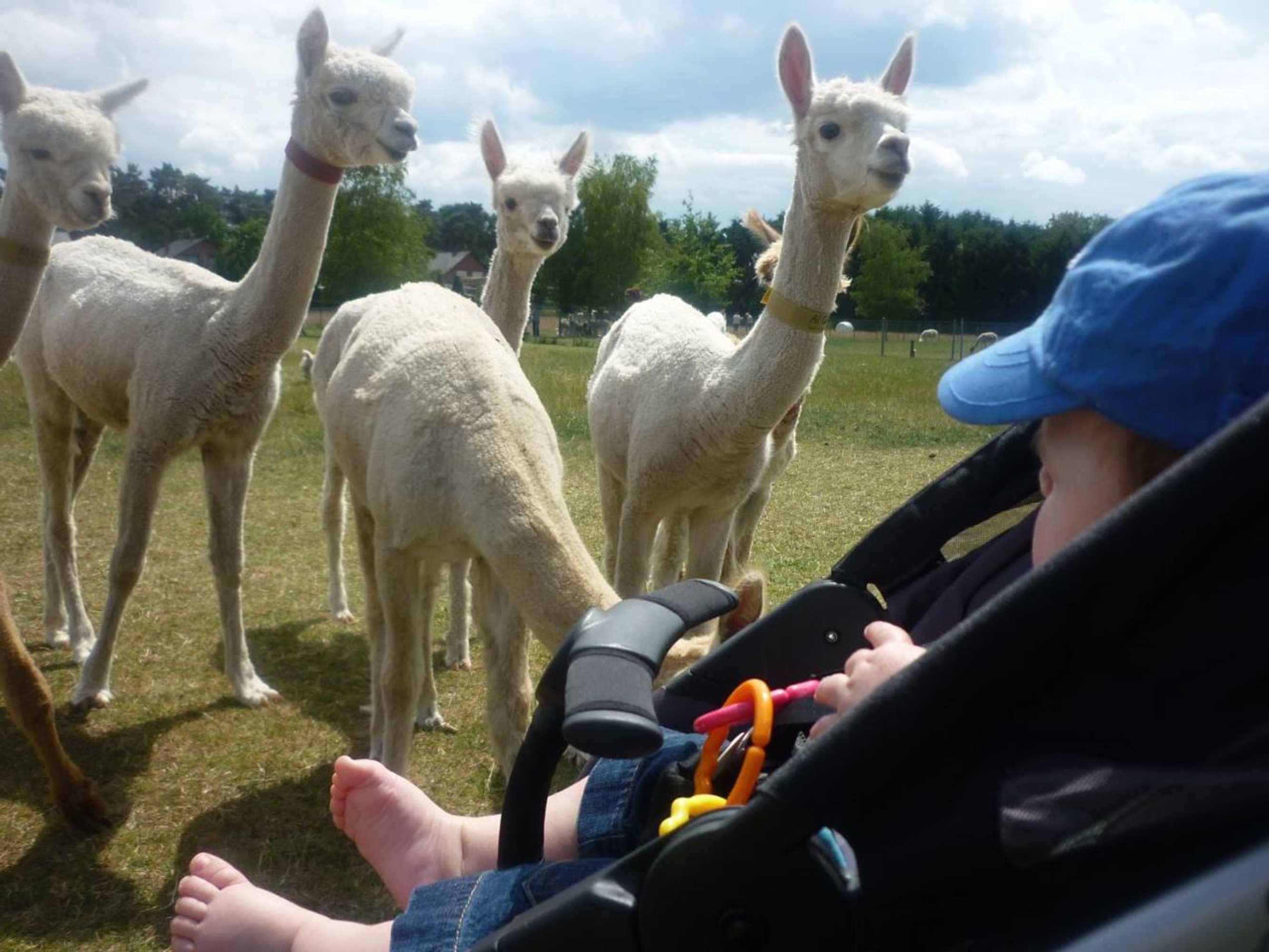 Gift card for De Alpacaboerderij