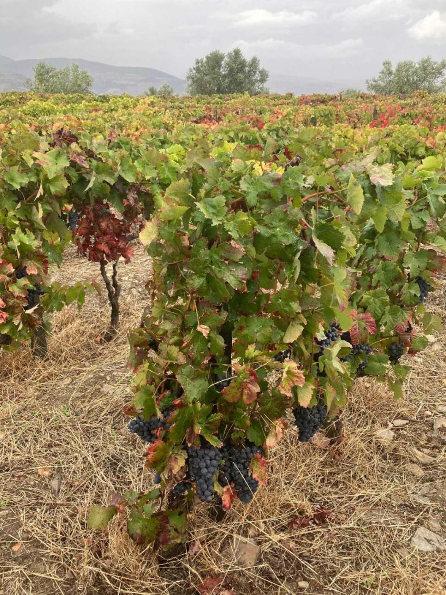 Gift card for Placido Hotel Douro - Tabuaco Gift card for Placido Hotel Douro - Tabuaco