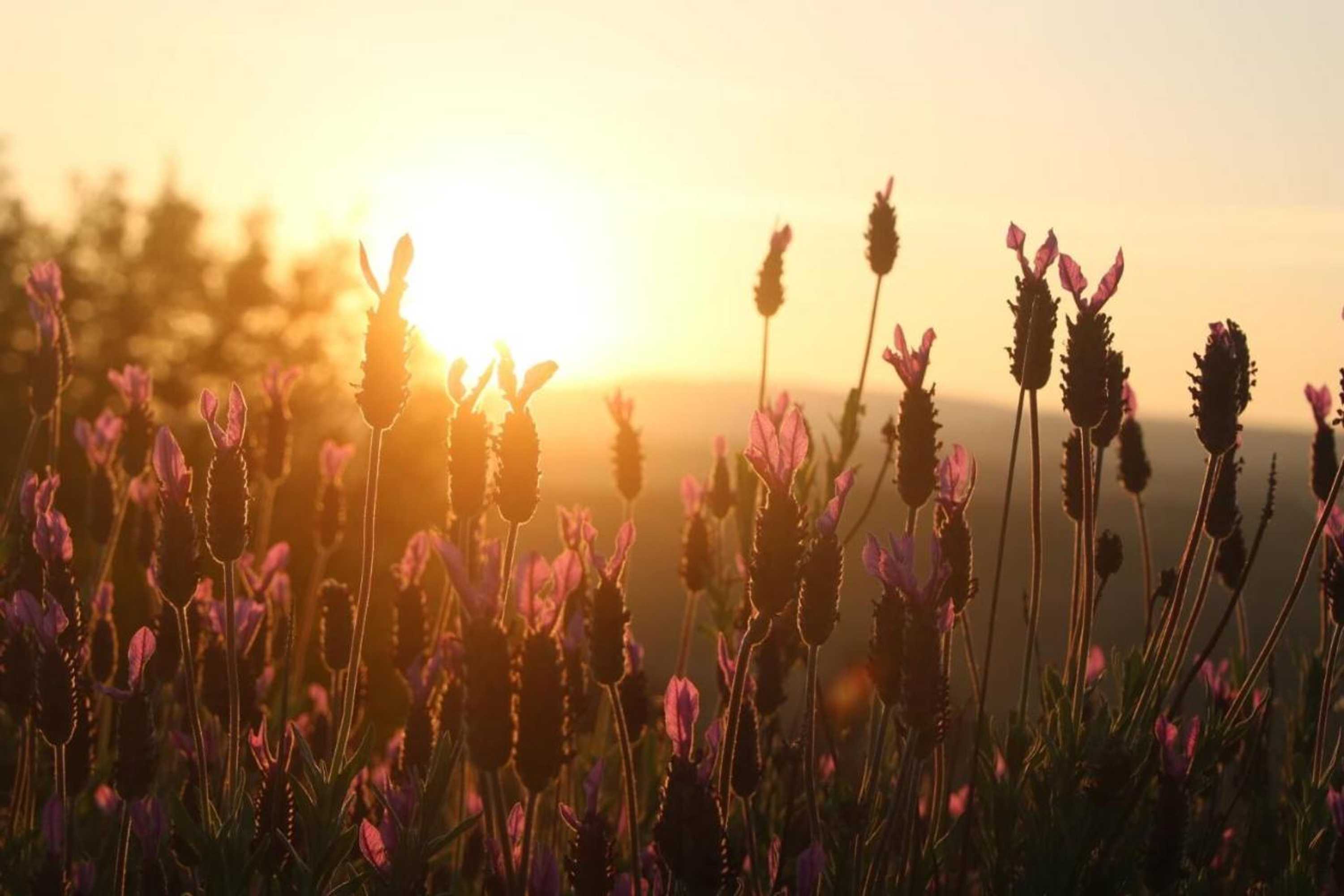 Gift card for Quinta da Estrela