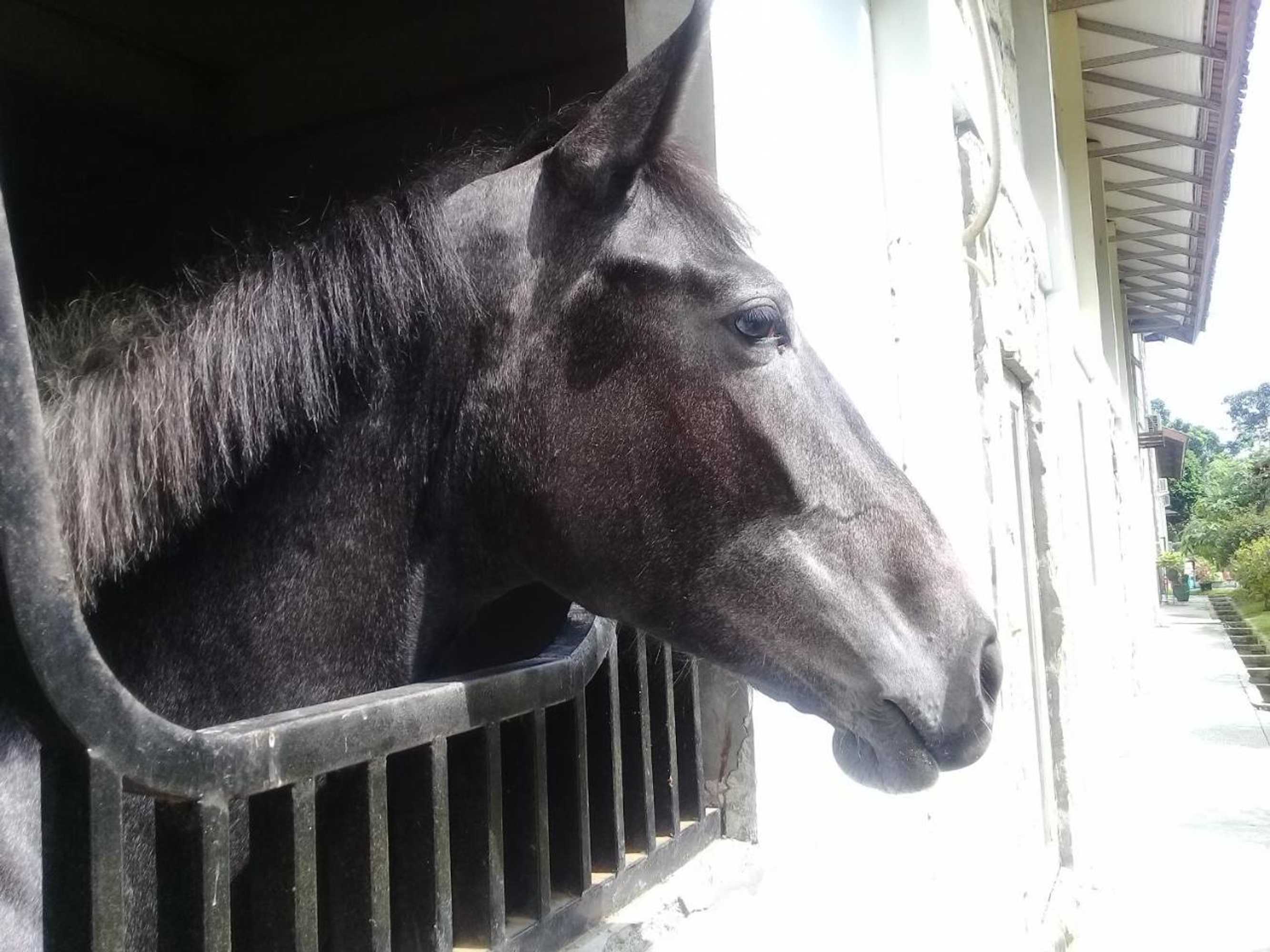 Gift card for Apm Equestrian Resort