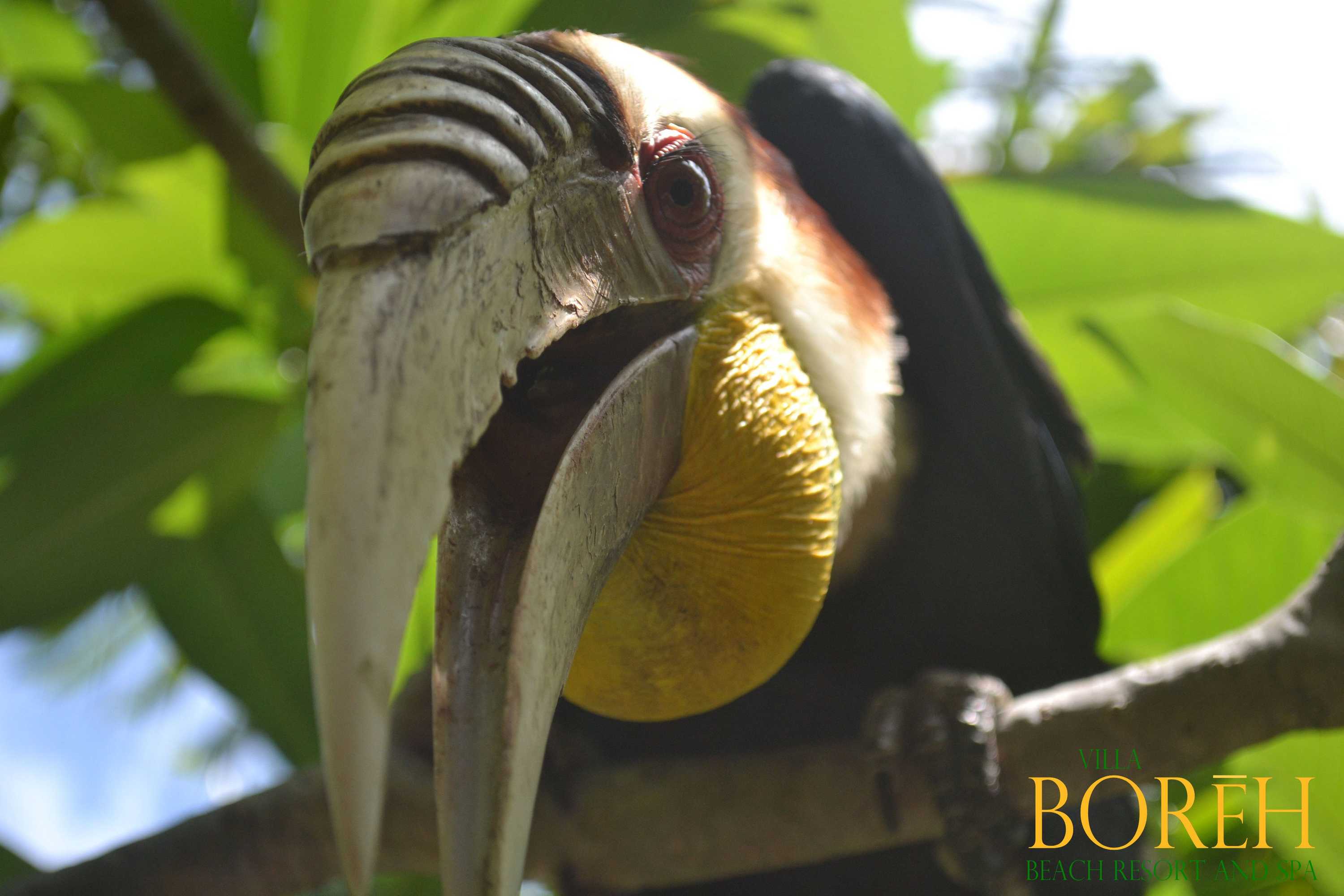 Gift card for Villa Boreh Beach Resort And Spa Gift card for Villa Boreh Beach Resort And Spa