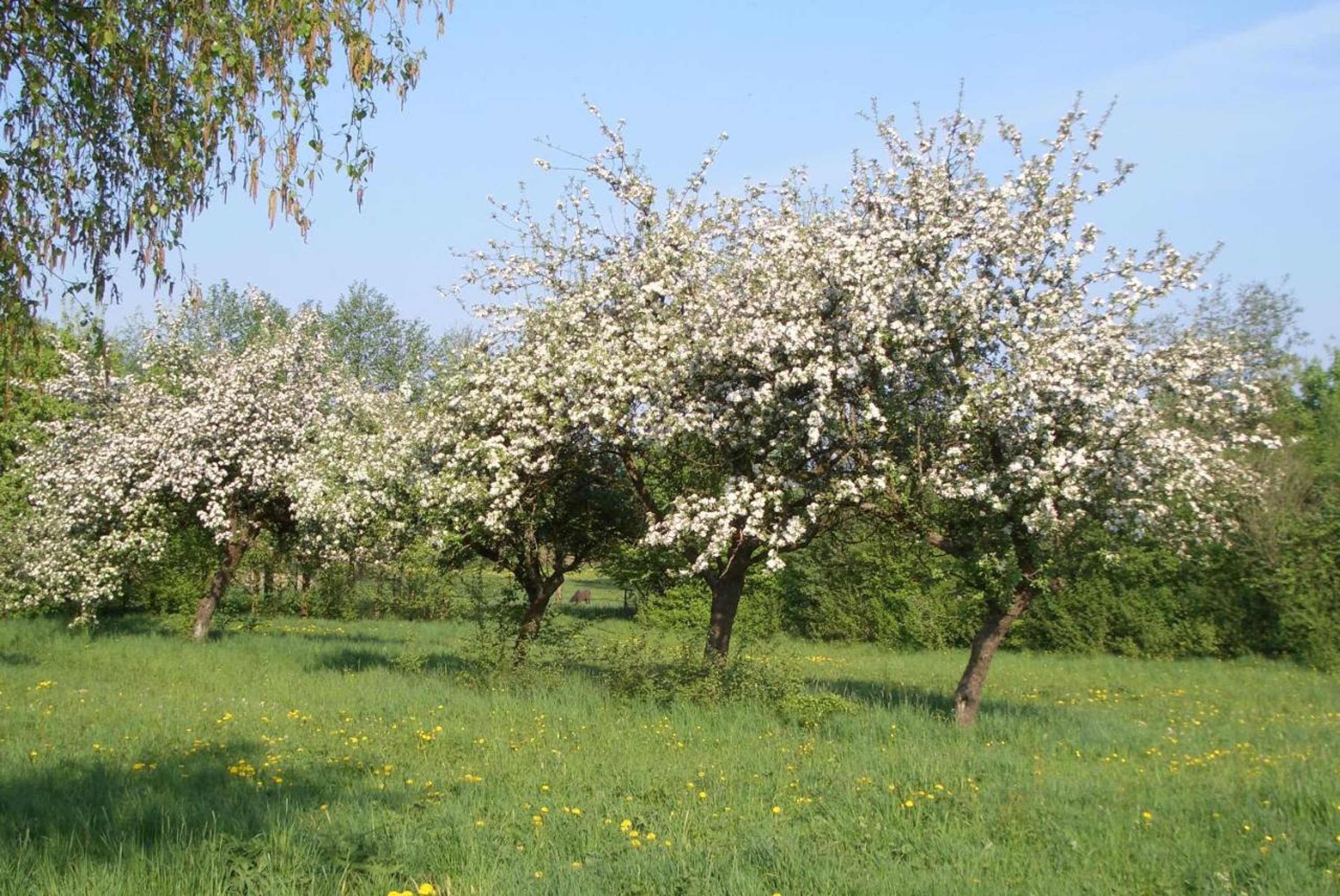 Gift card for Lindenhof Hahn