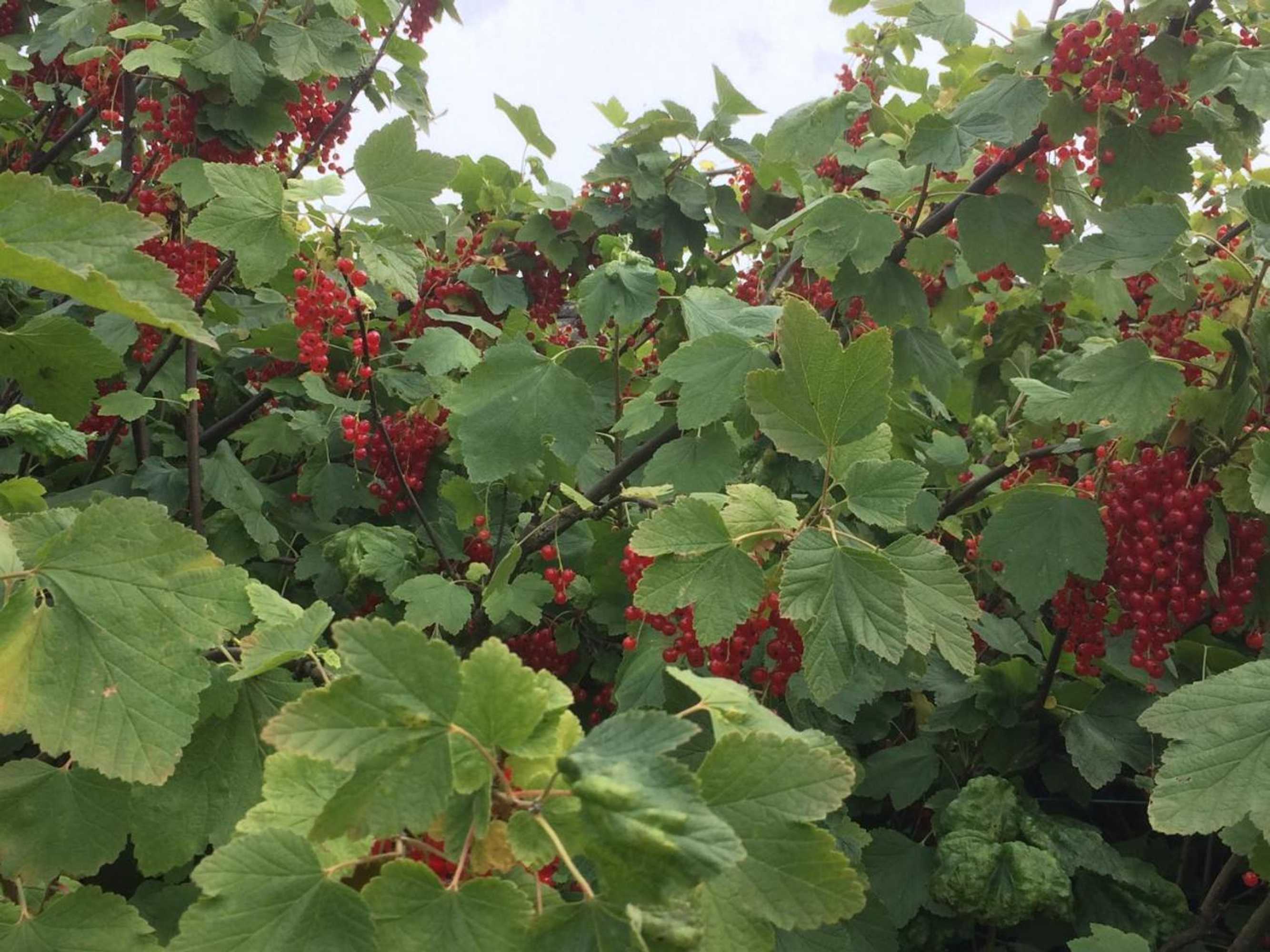 Gift card for B&b Ool Inclusive