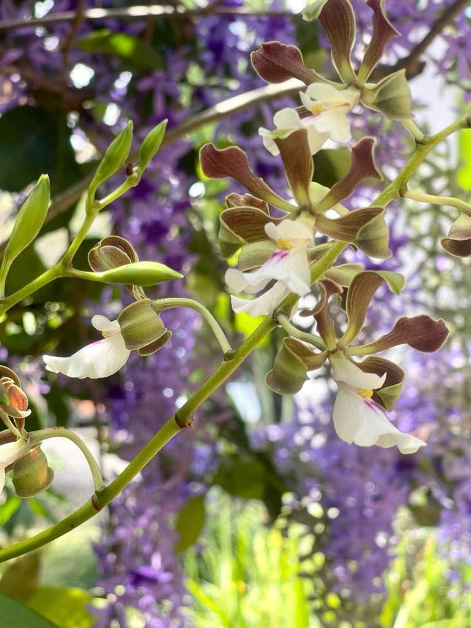 Gift card for Hotel Villas de la Colina