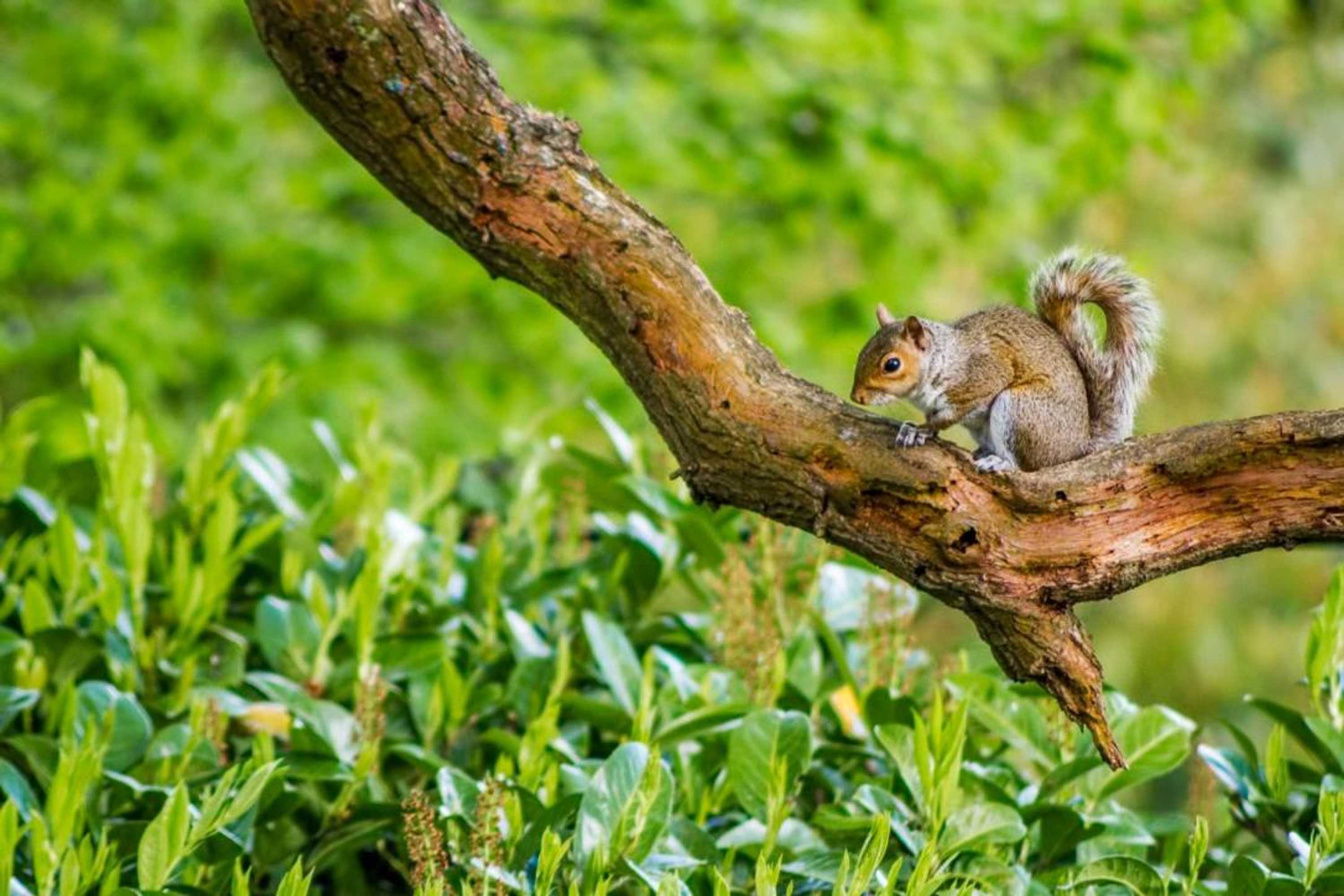 Gift card for Pretty Maid House B&b