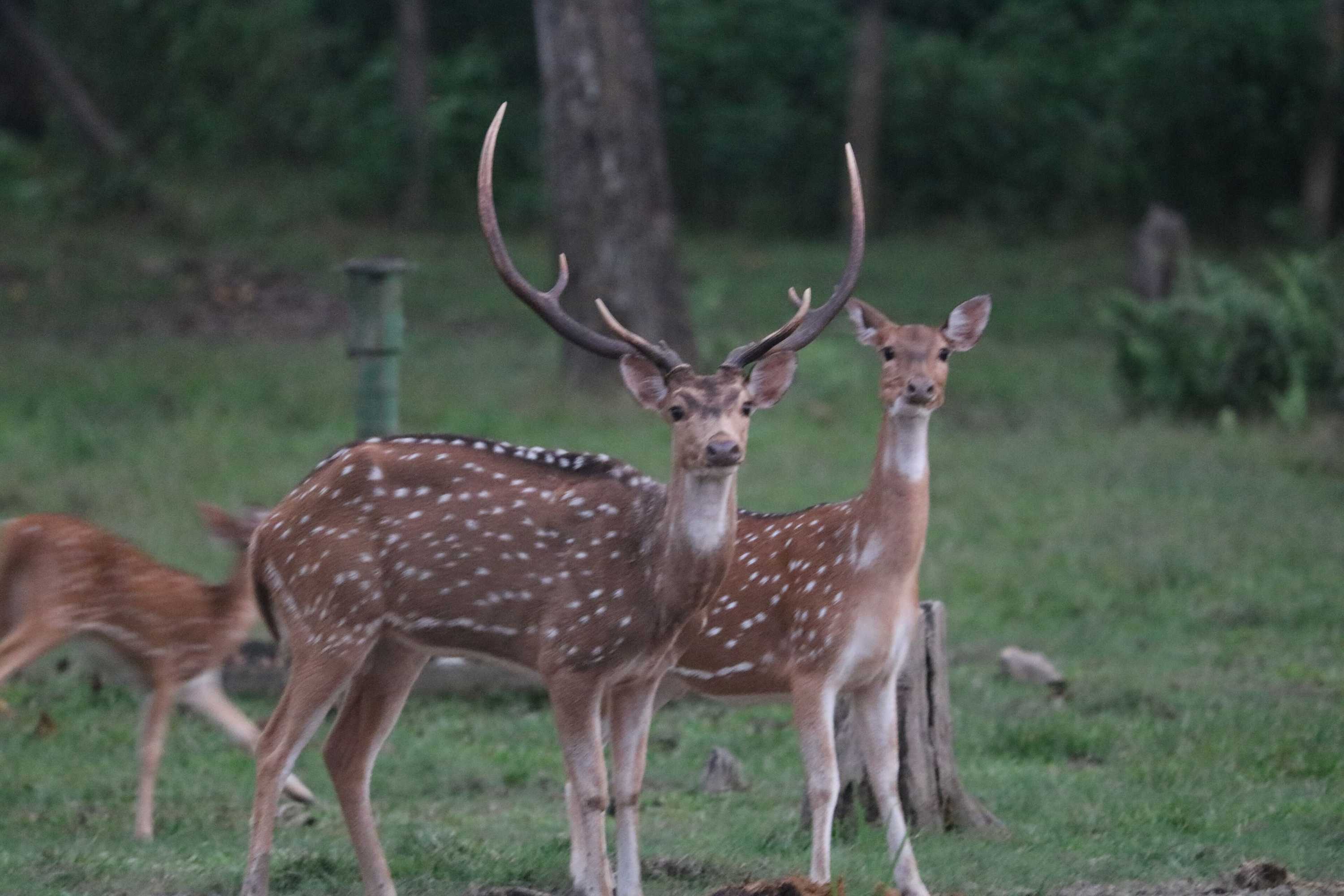 Gift card for Hotel National Park Sauraha- Homely Stay And Peaceful Location With Jungle Safari Arrangements Gift card for Hotel National Park Sauraha- Homely Stay And Peaceful Location With Jungle Safari Arrangements