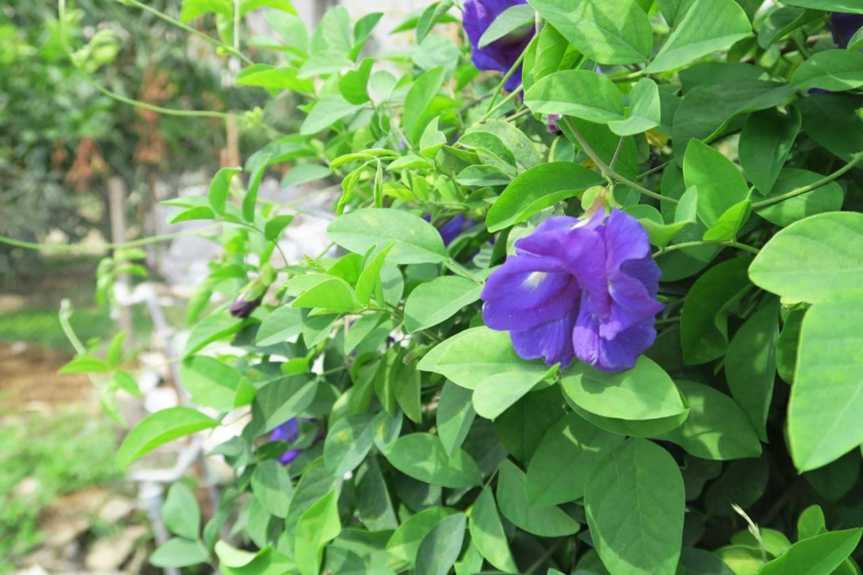 Gift card for Chiayi Bo An Ju Homestay